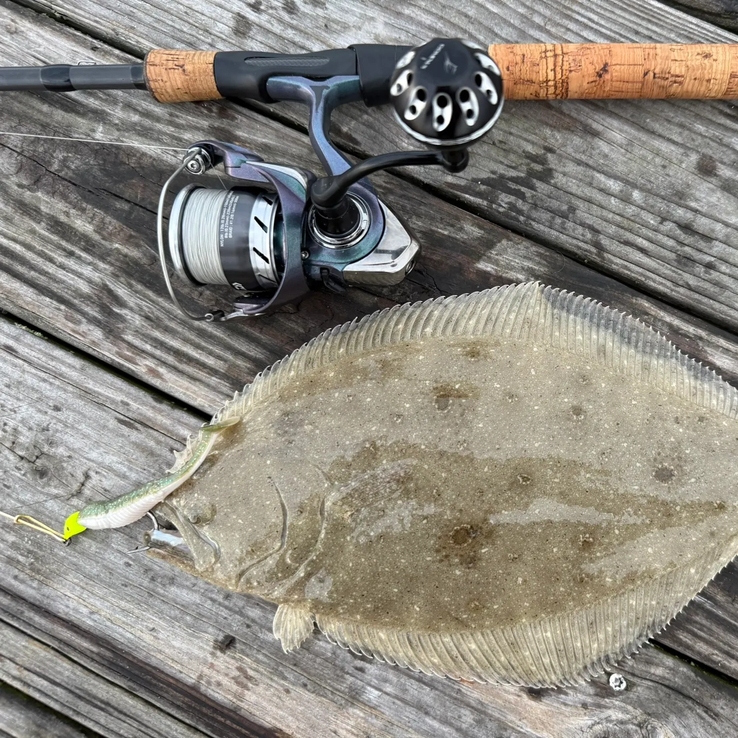 Summer flounder caught on Fishbrain