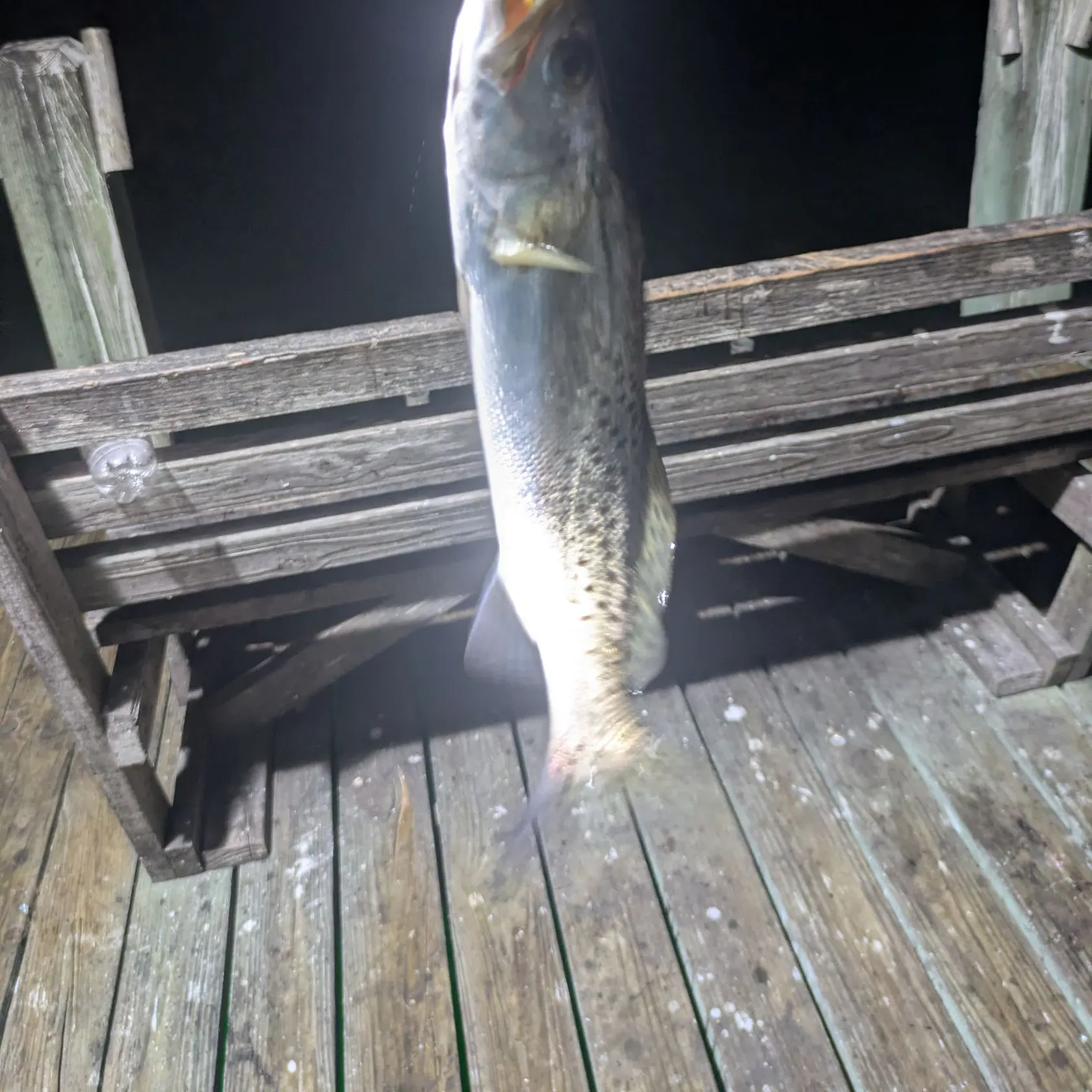 Spotted seatrout caught on Fishbrain