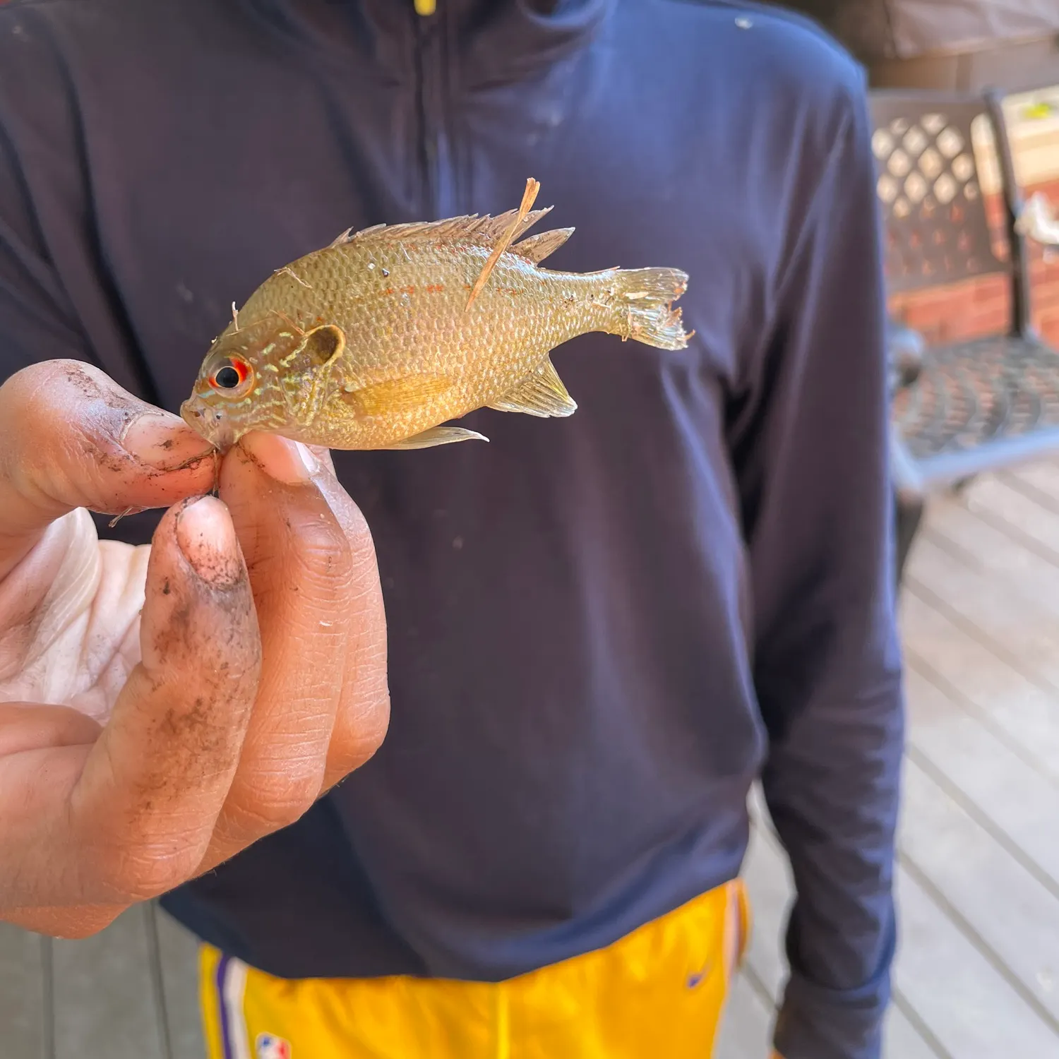 The most recent Dollar sunfish catches on Fishbrain