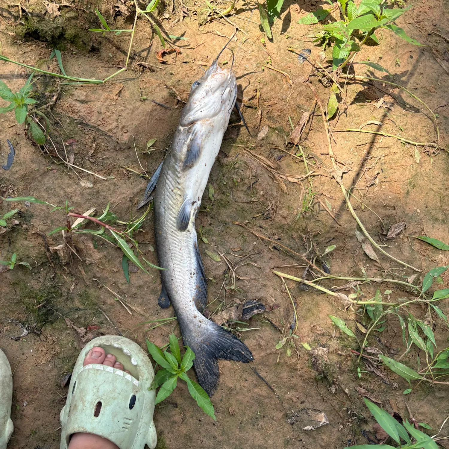 Channel catfish caught on Fishbrain