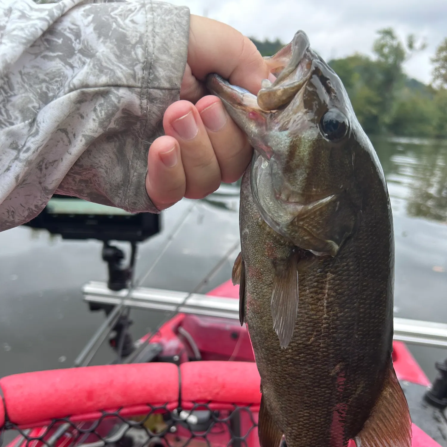 Smallmouth bass caught on Fishbrain