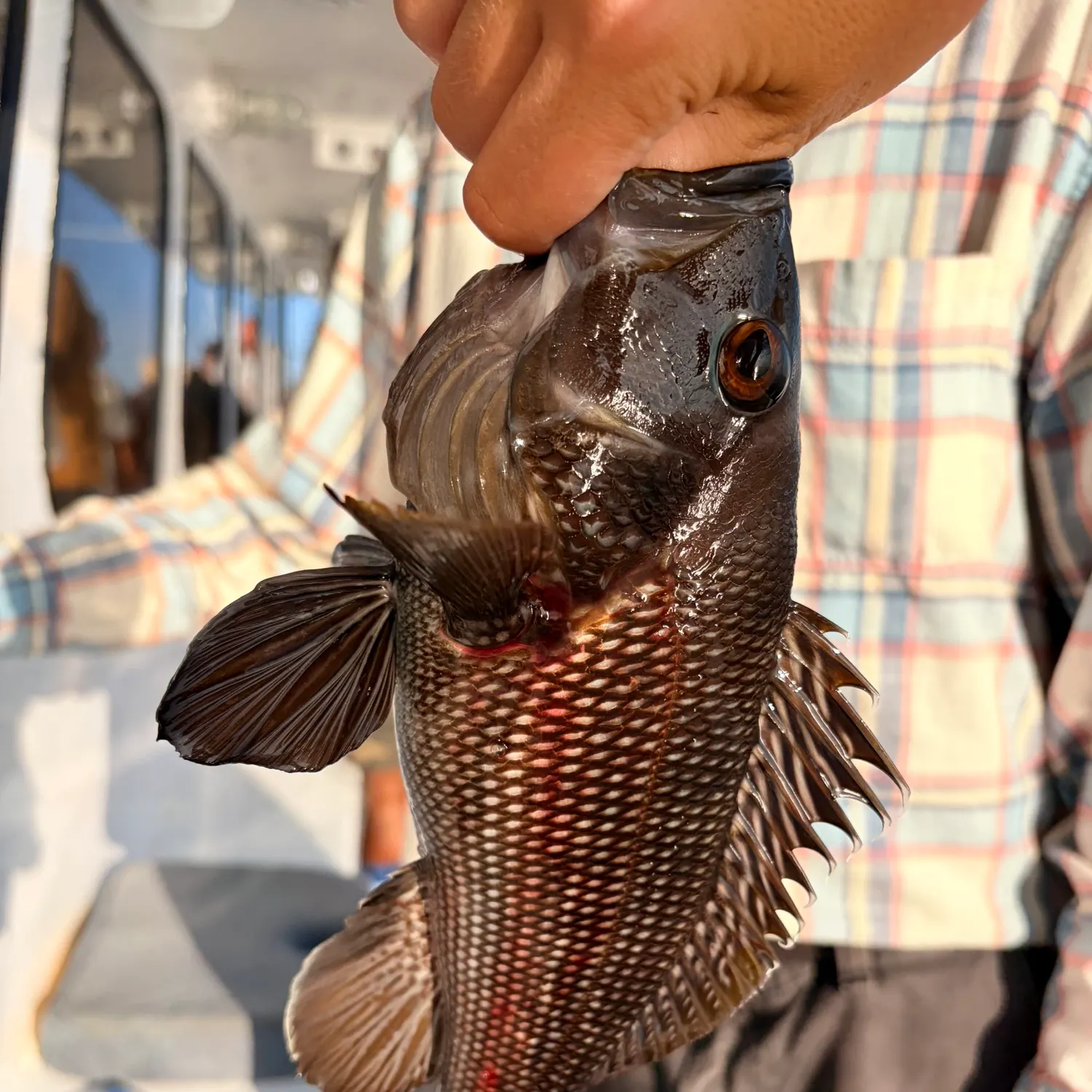 Black sea bass caught on Fishbrain
