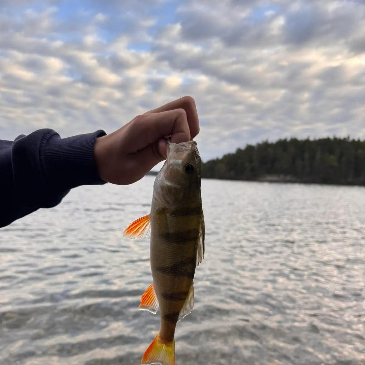 European perch caught on Fishbrain