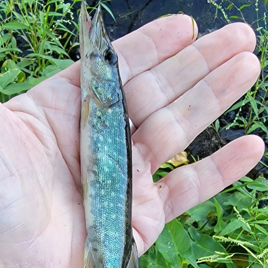 Chain pickerel caught on Fishbrain