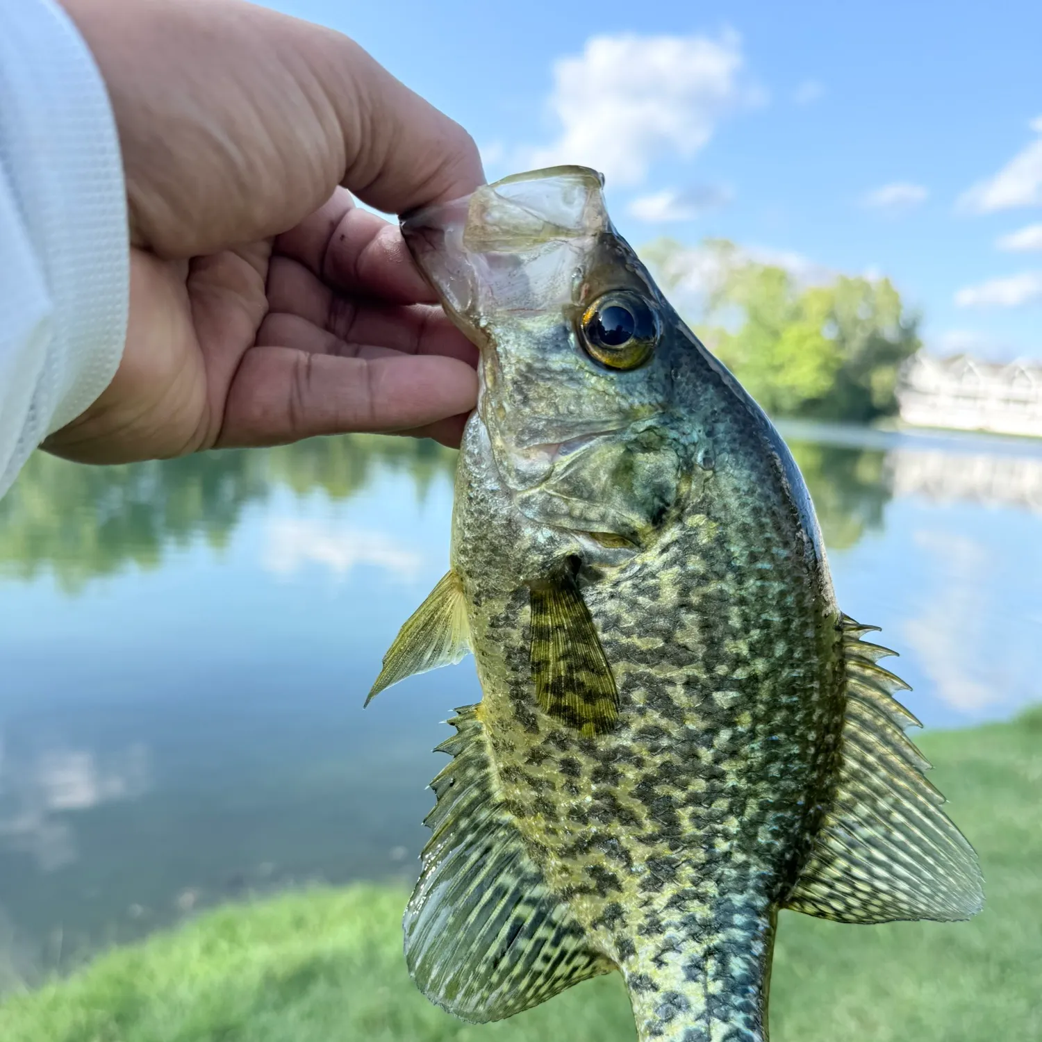 Black crappie caught on Fishbrain