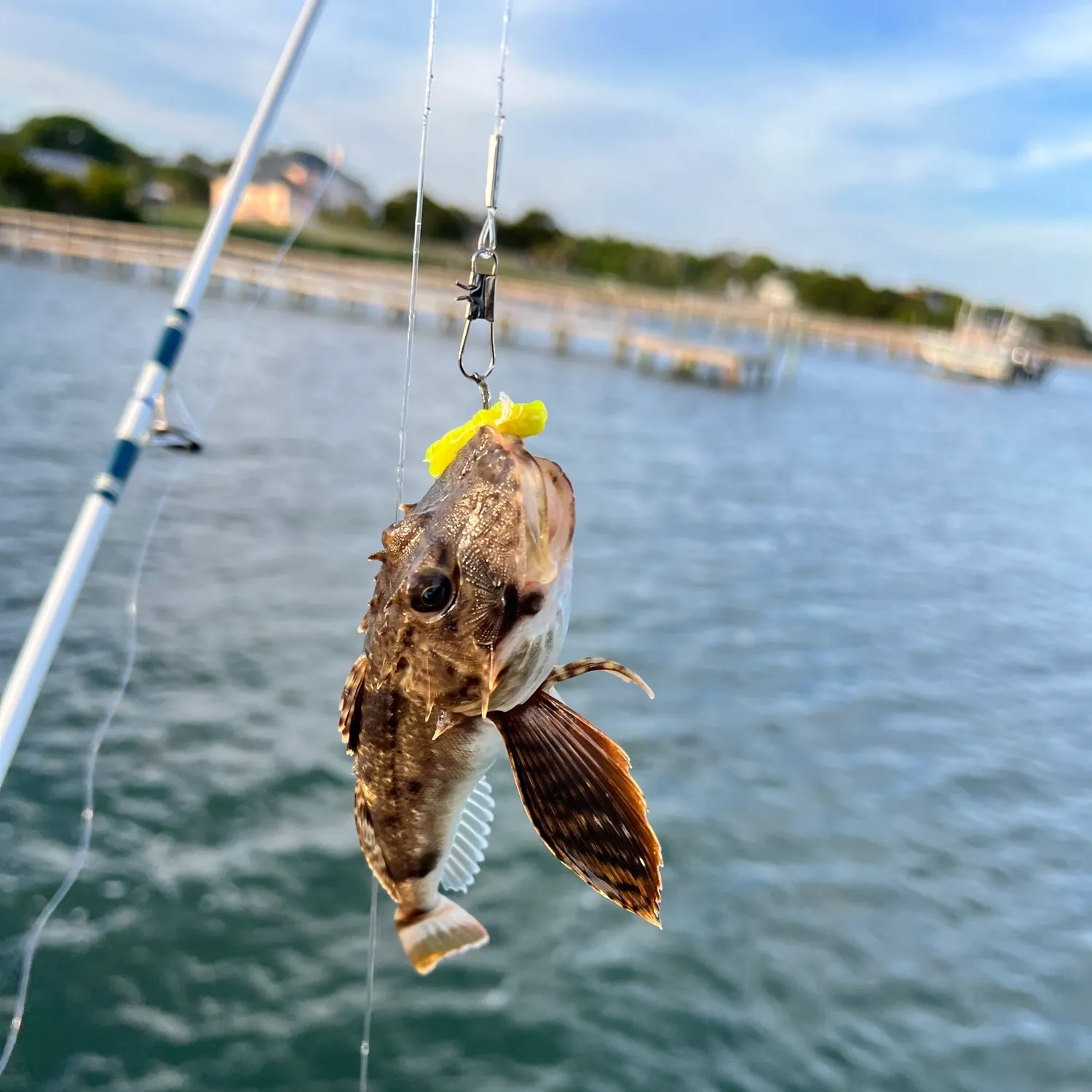 The most recent Striped searobin catches on Fishbrain