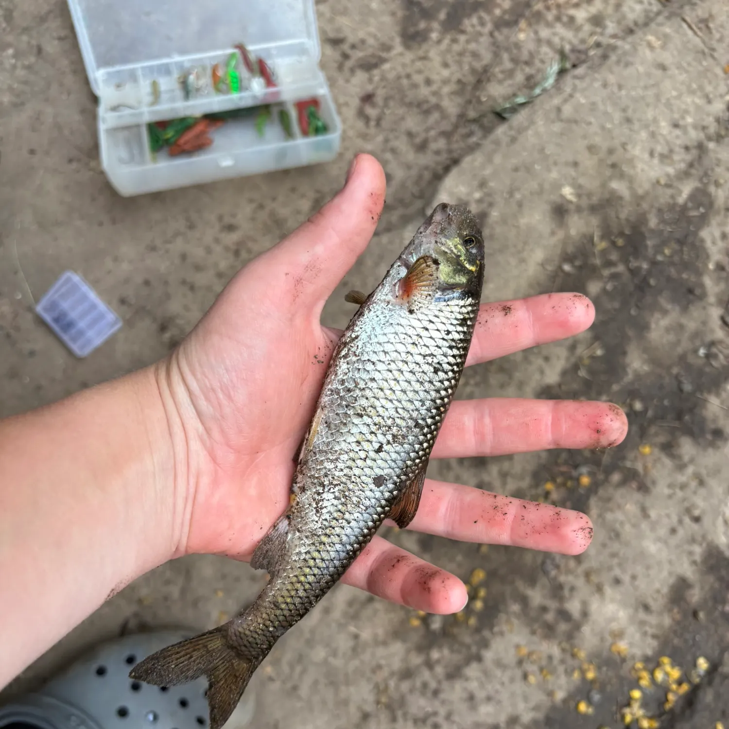 The most recent Fallfish catches on Fishbrain