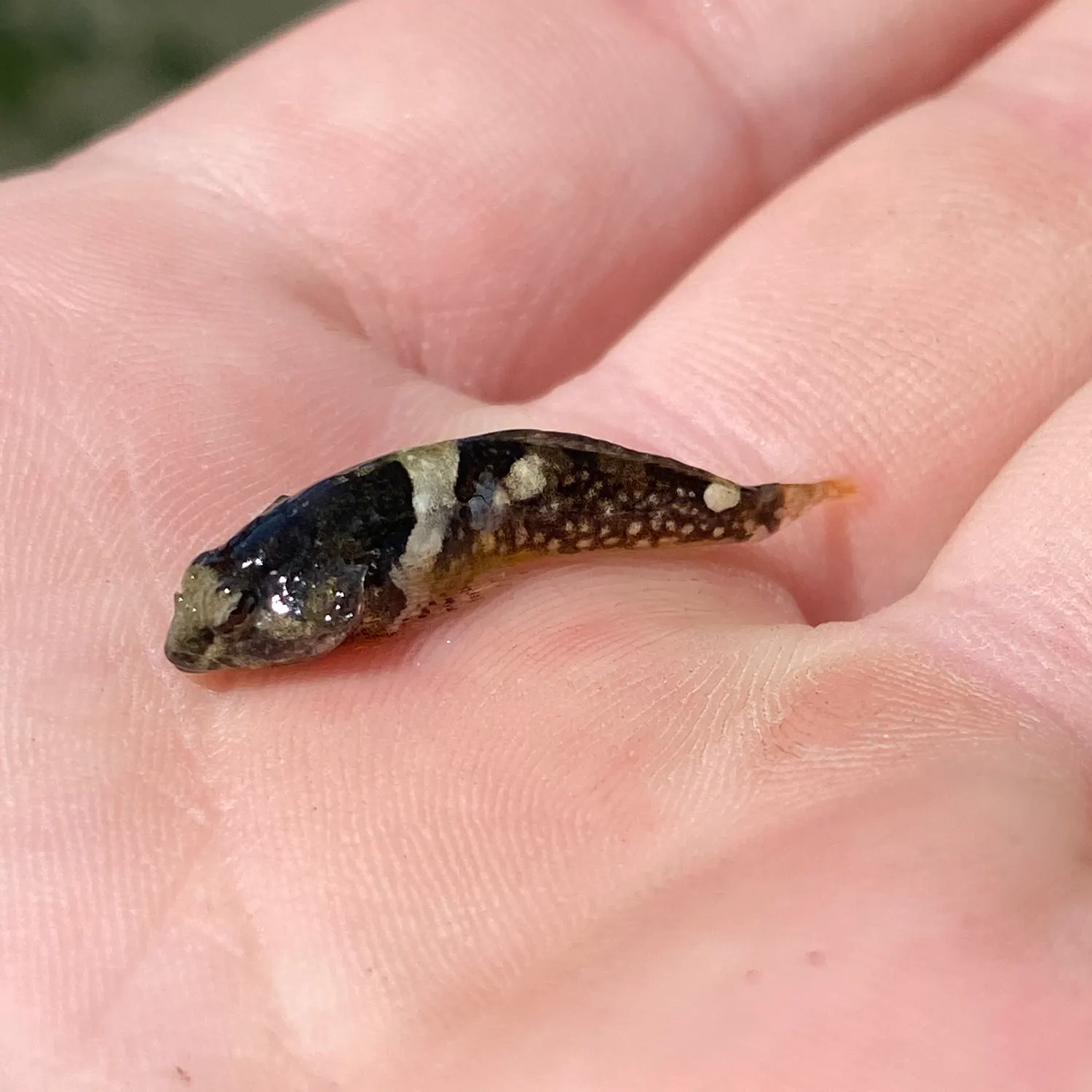 The most popular recent Tidepool sculpin catch on Fishbrain