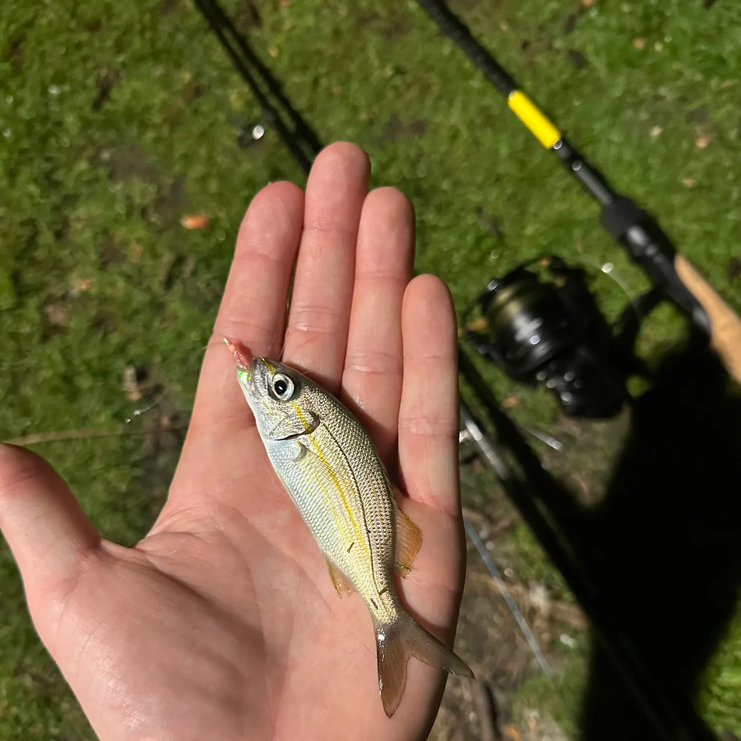 The most recent Tomtate grunt catches on Fishbrain