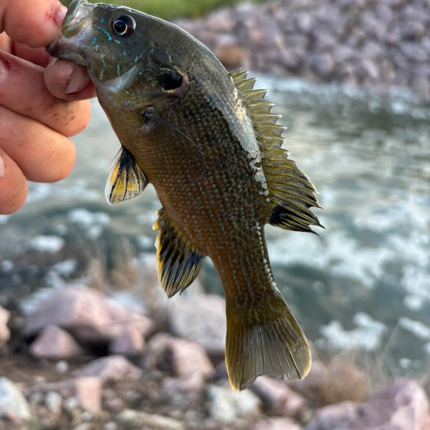 Green sunfish caught on Fishbrain