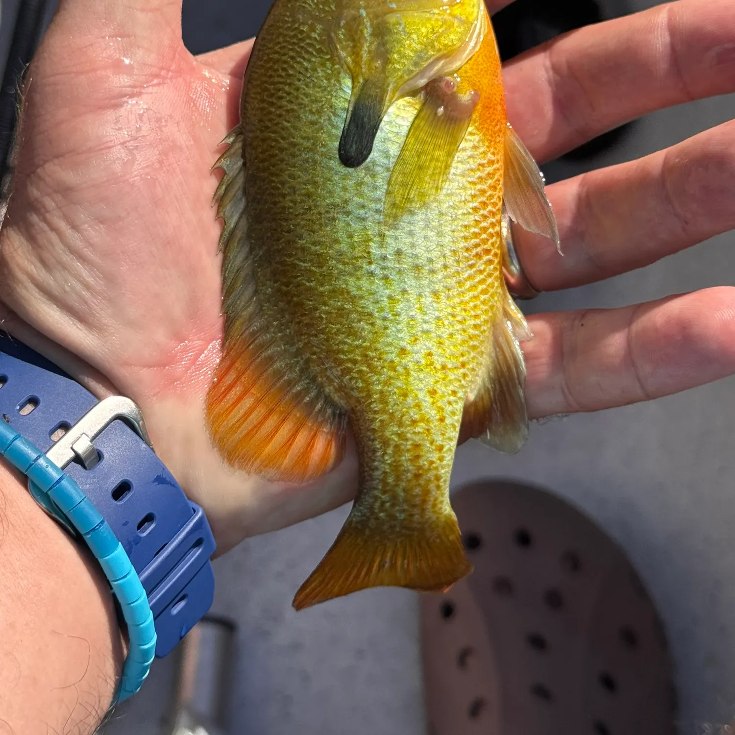 catch