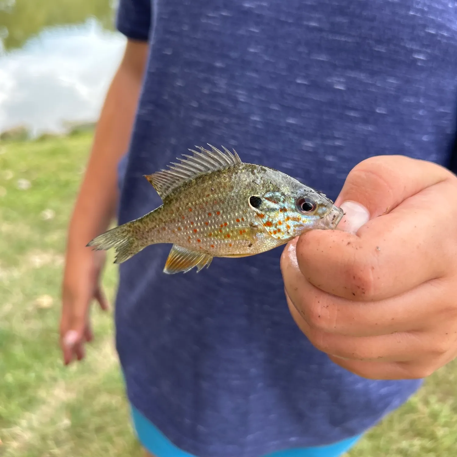 Pumpkinseed caught on Fishbrain