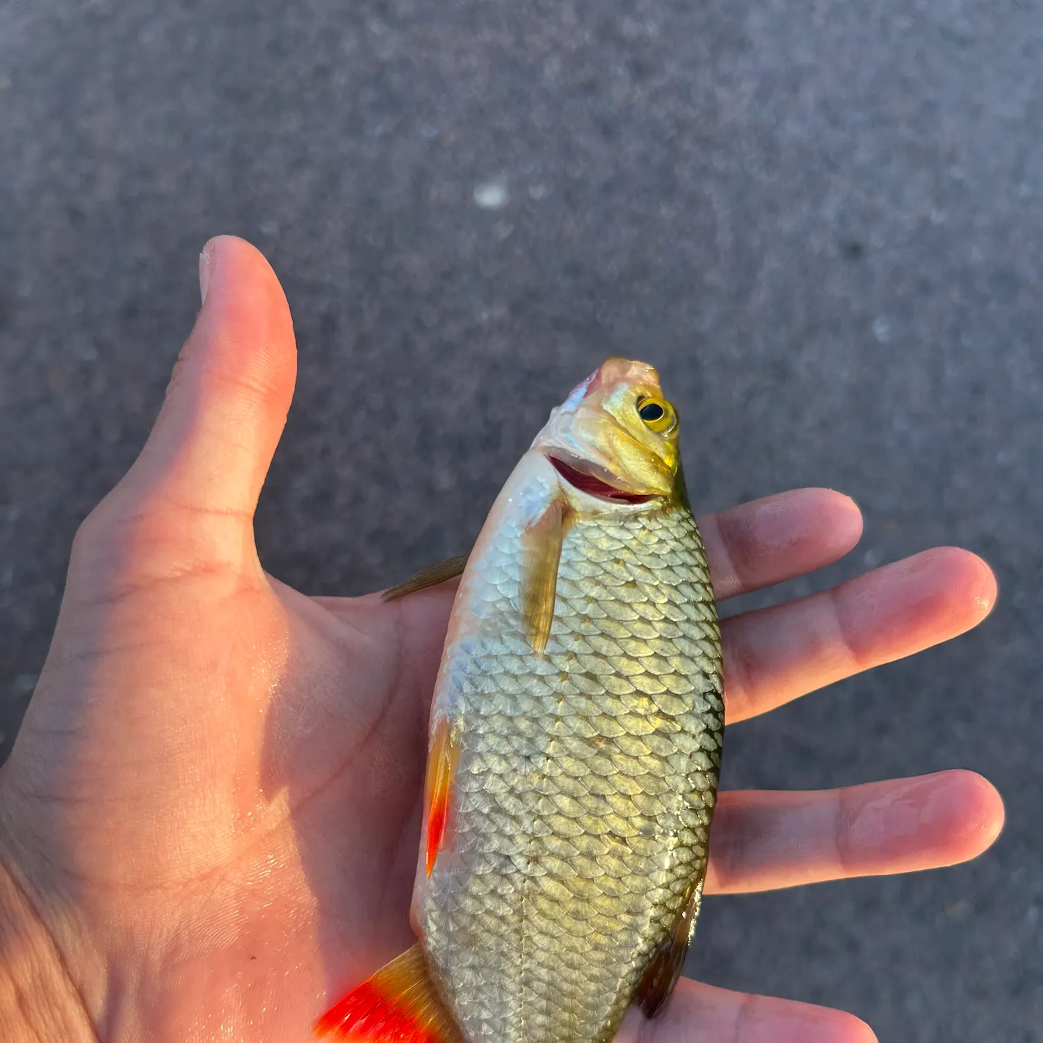 Common rudd caught on Fishbrain