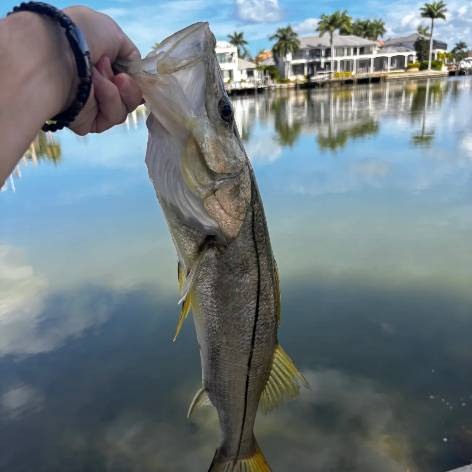 Common snook caught on Fishbrain