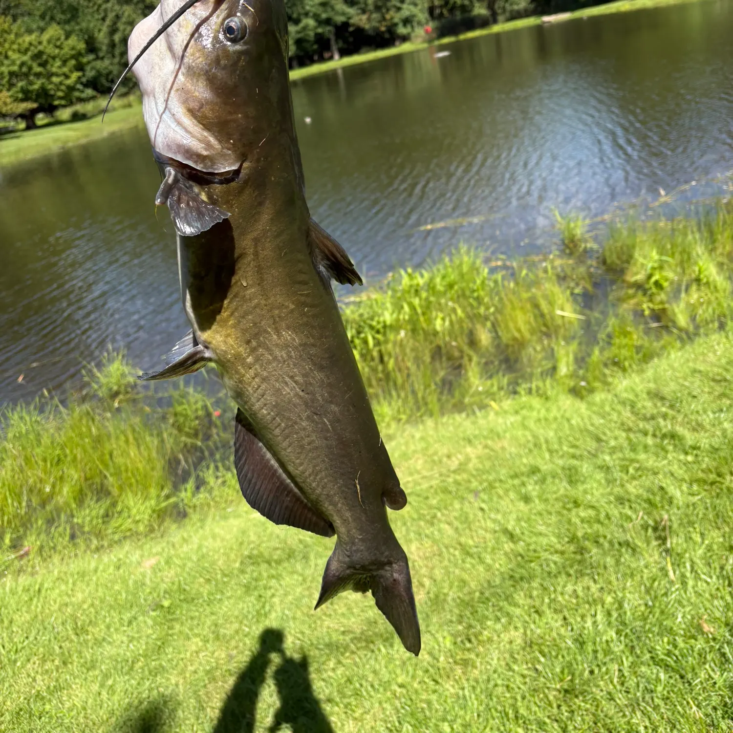 Channel catfish caught on Fishbrain