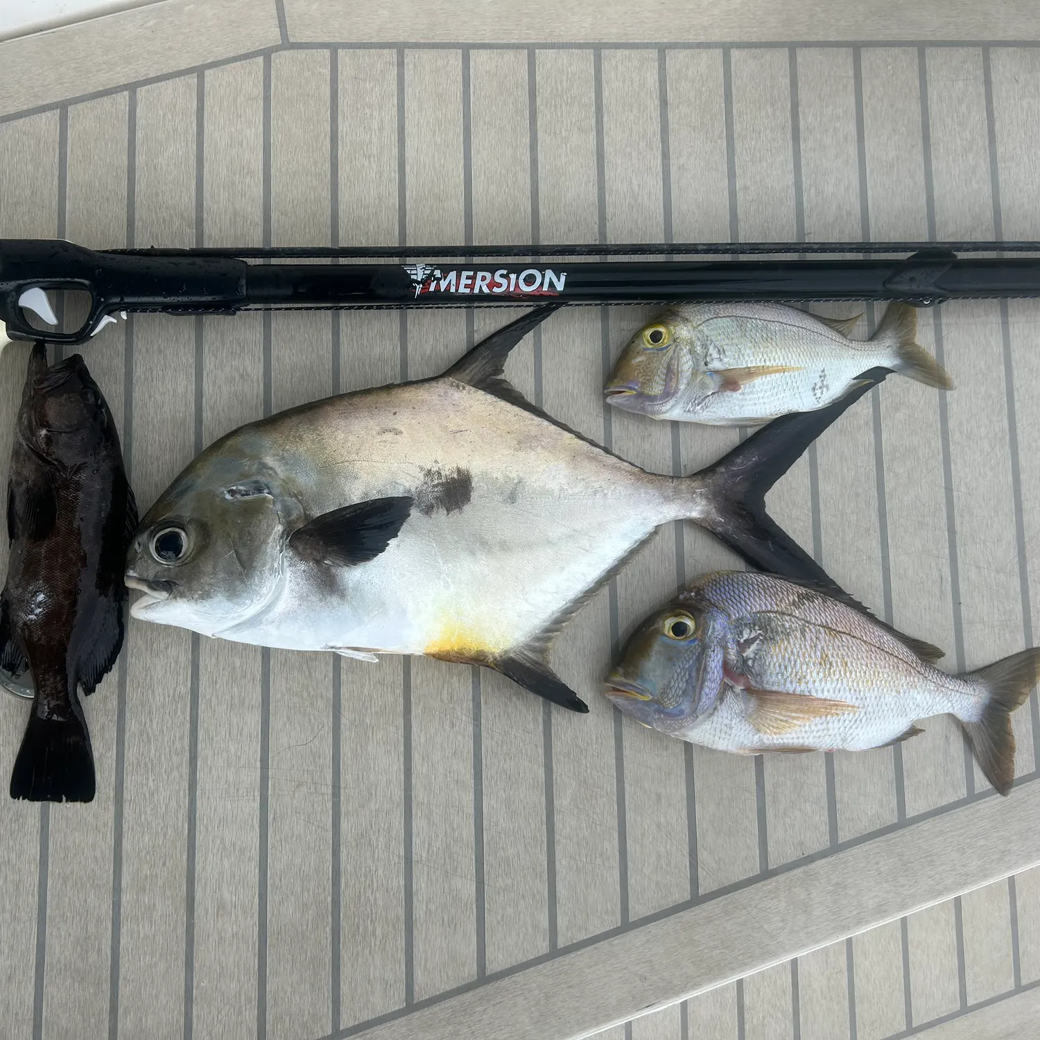 The most recent Permit catches on Fishbrain