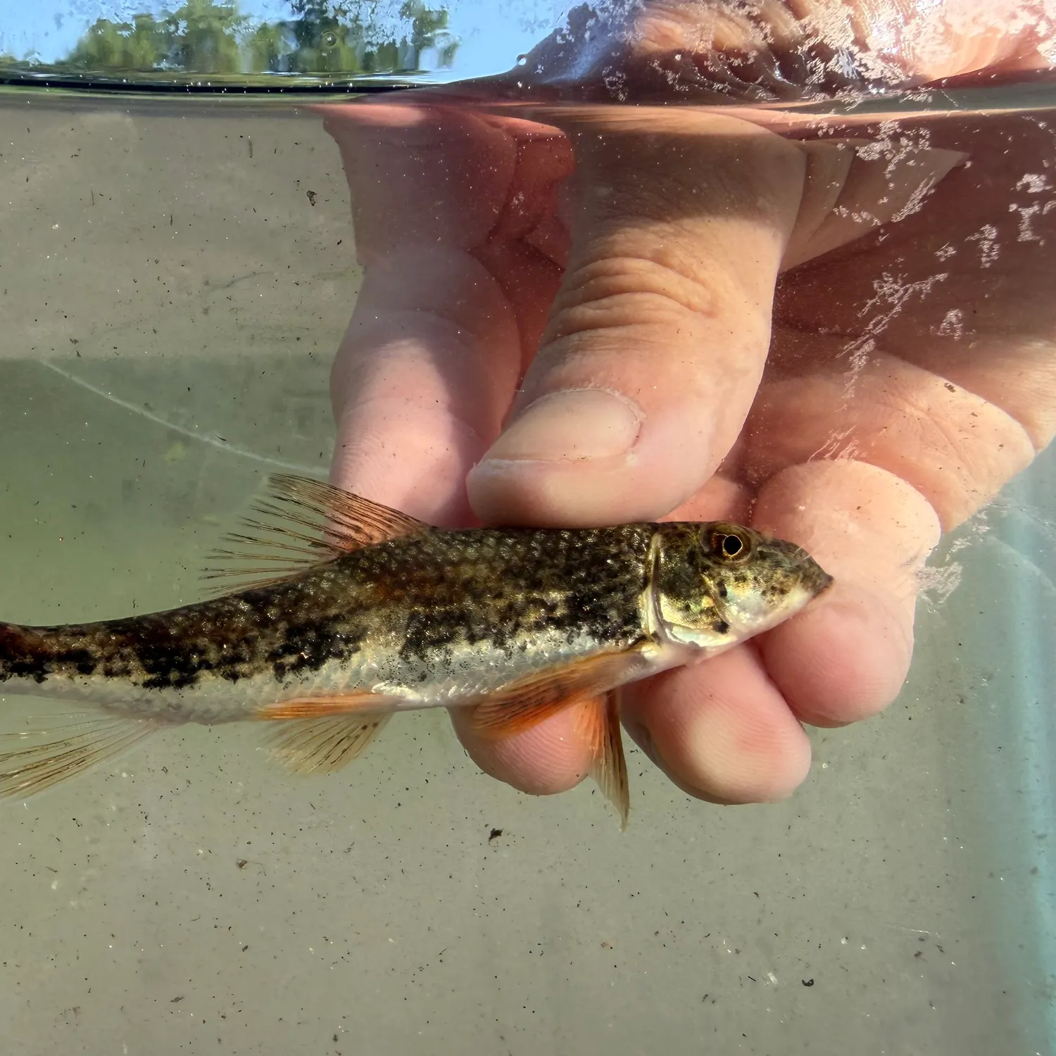 The most recent Northern hogsucker catches on Fishbrain