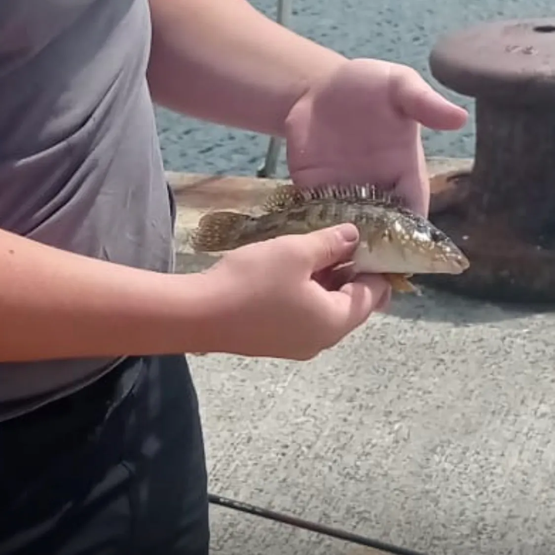The most recent Corkwing wrasse catches on Fishbrain