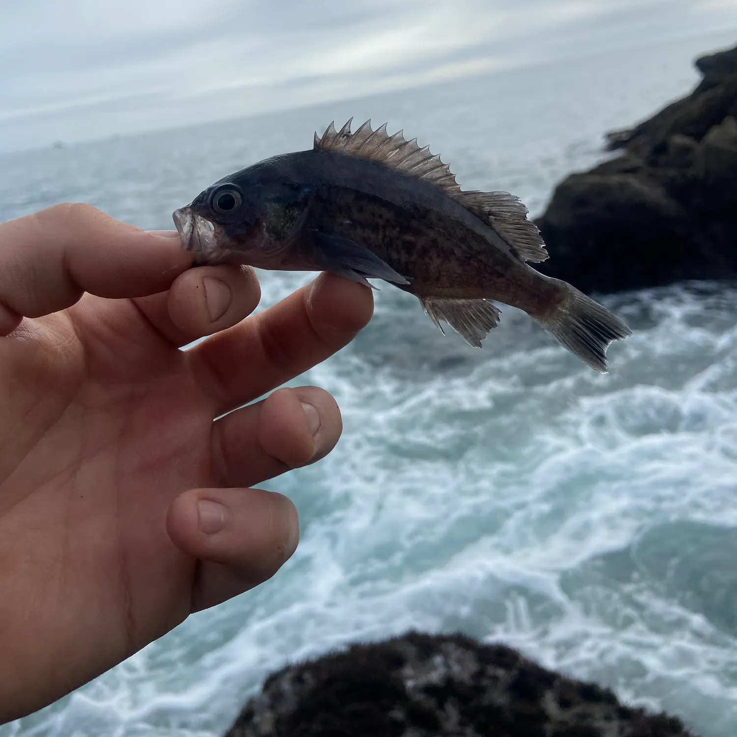 The most recent Black rockfish catches on Fishbrain