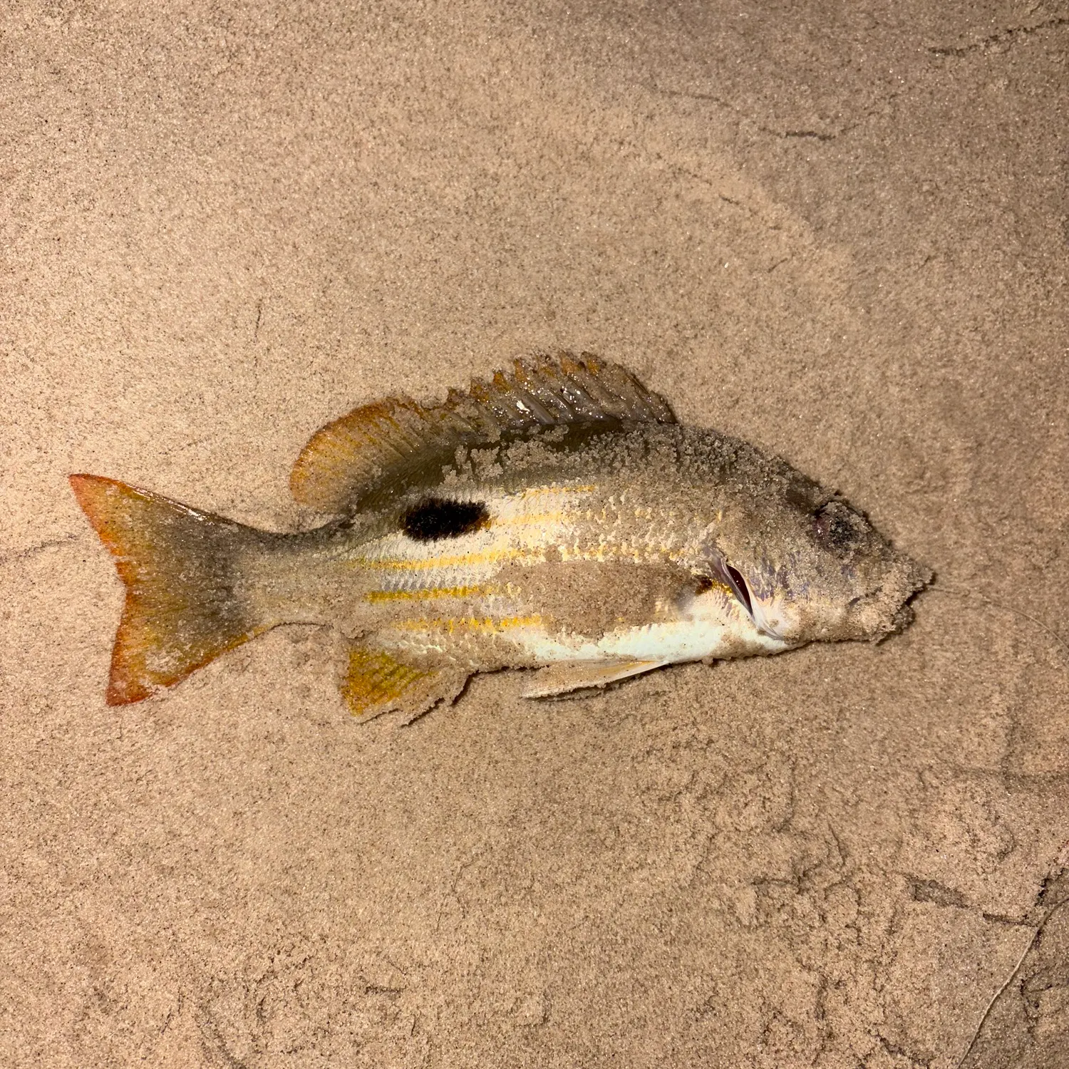 Moses perch caught on Fishbrain
