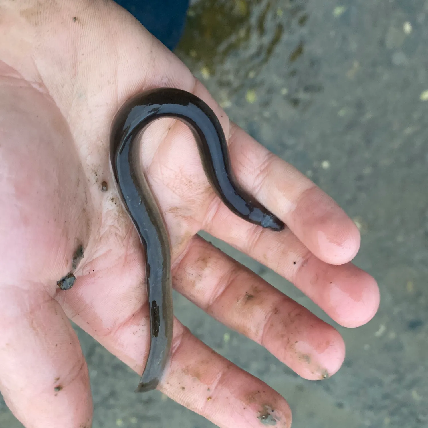 American eel caught on Fishbrain