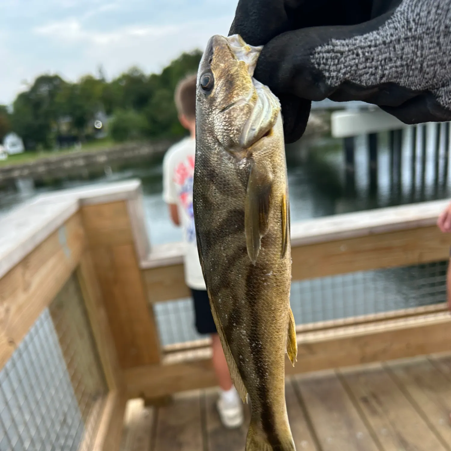 Northern kingcroaker caught on Fishbrain