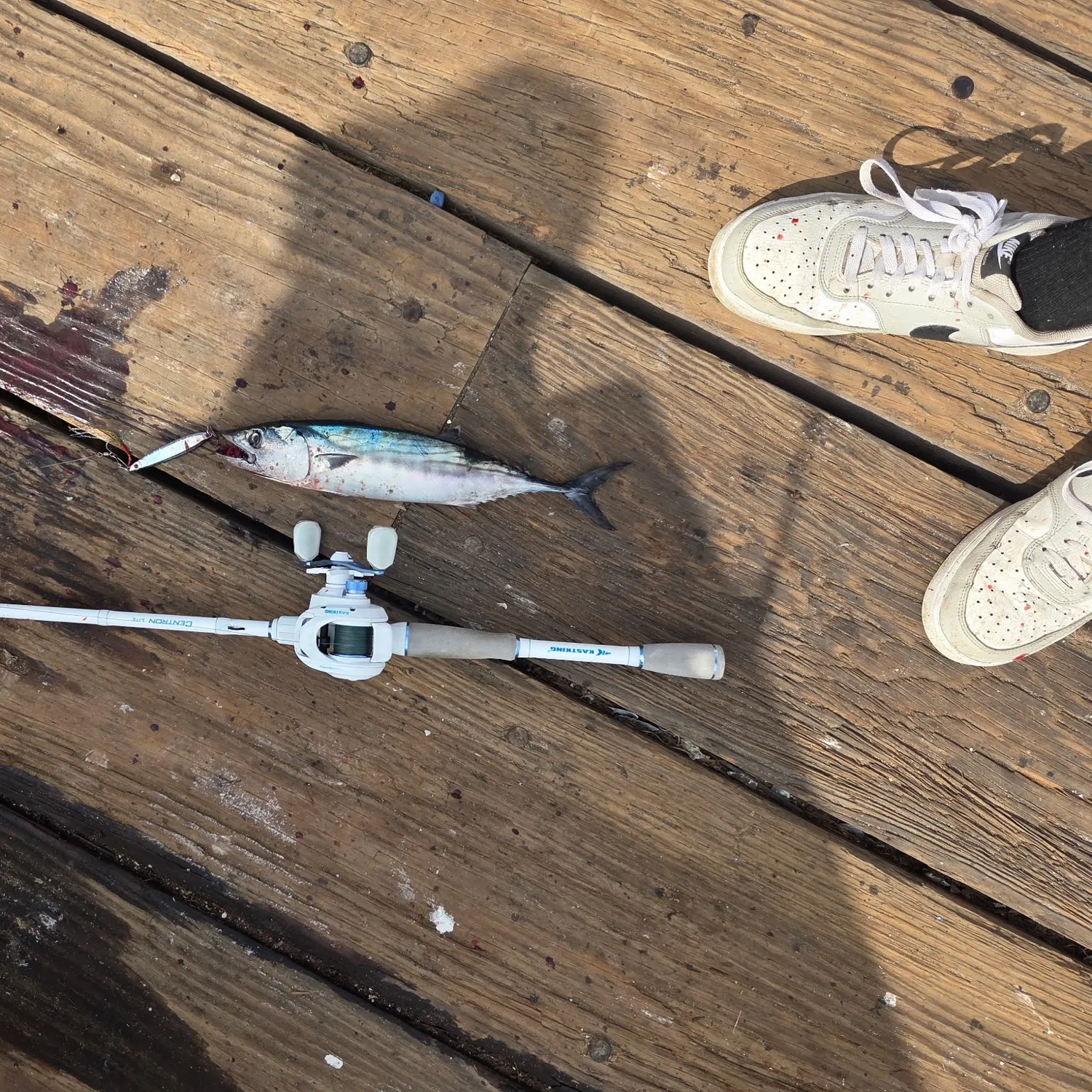 Eastern Pacific bonito caught on Fishbrain