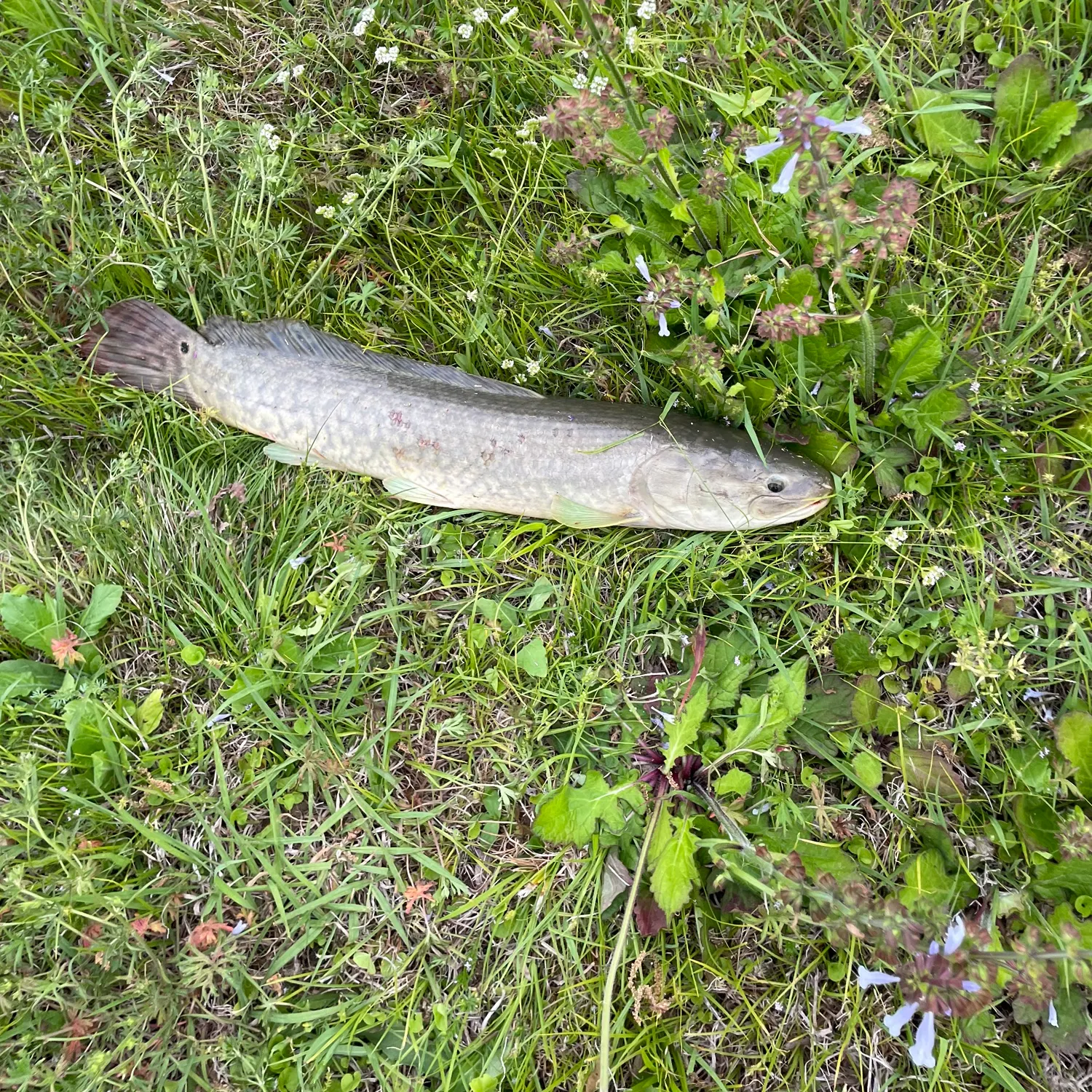 The most recent Eyetail bowfin catches on Fishbrain