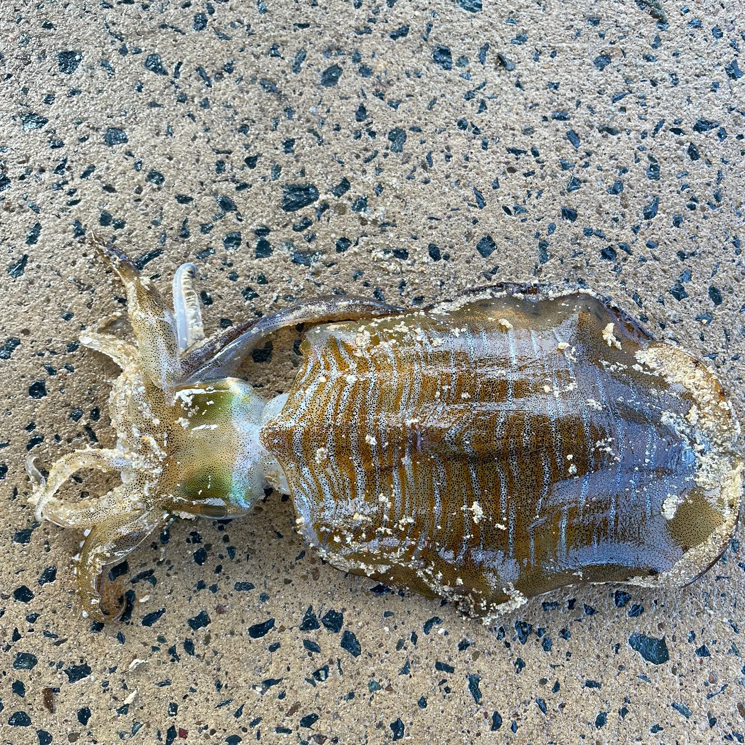 The most recent Bigfin reef squid catches on Fishbrain