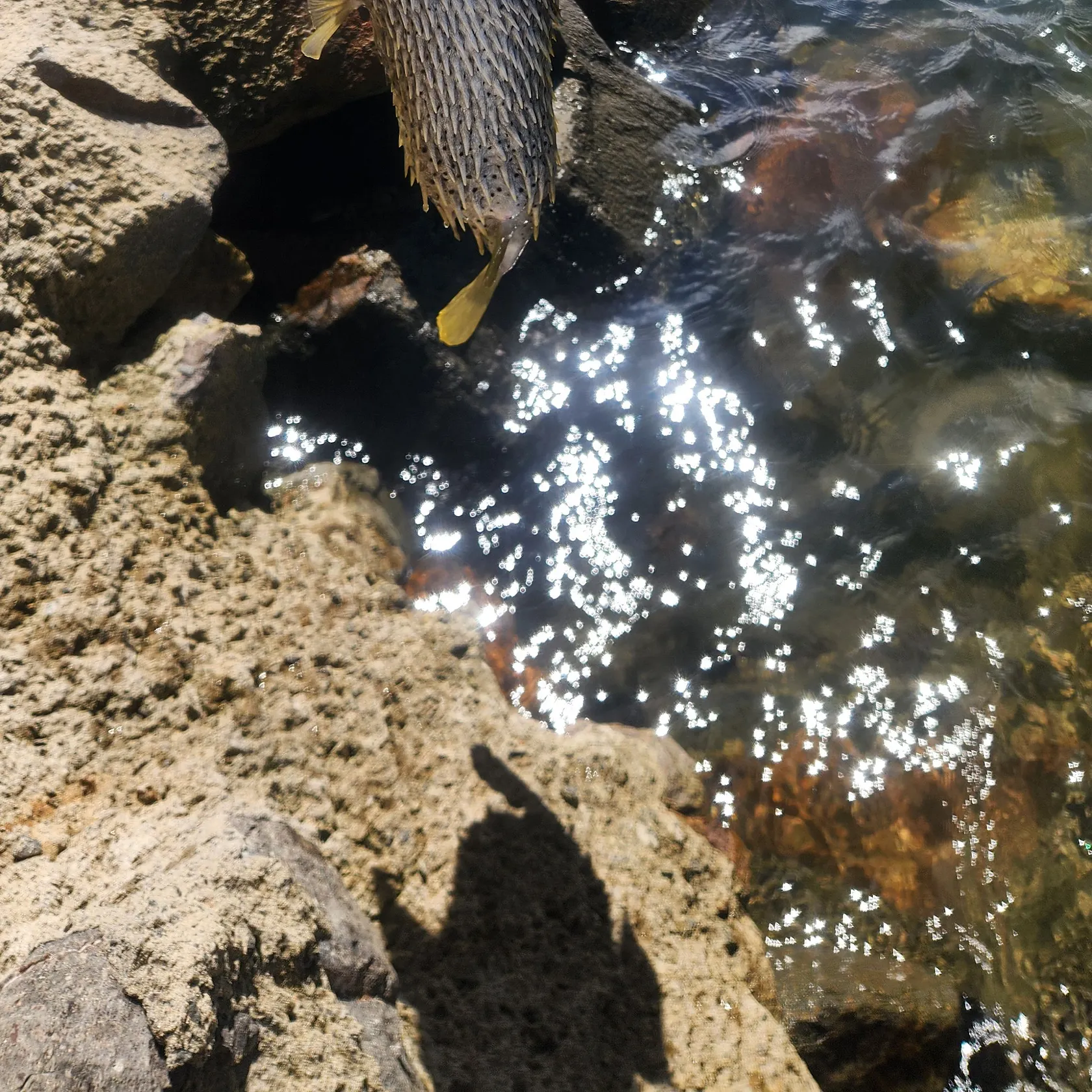The most recent Spot-fin porcupinefish catches on Fishbrain