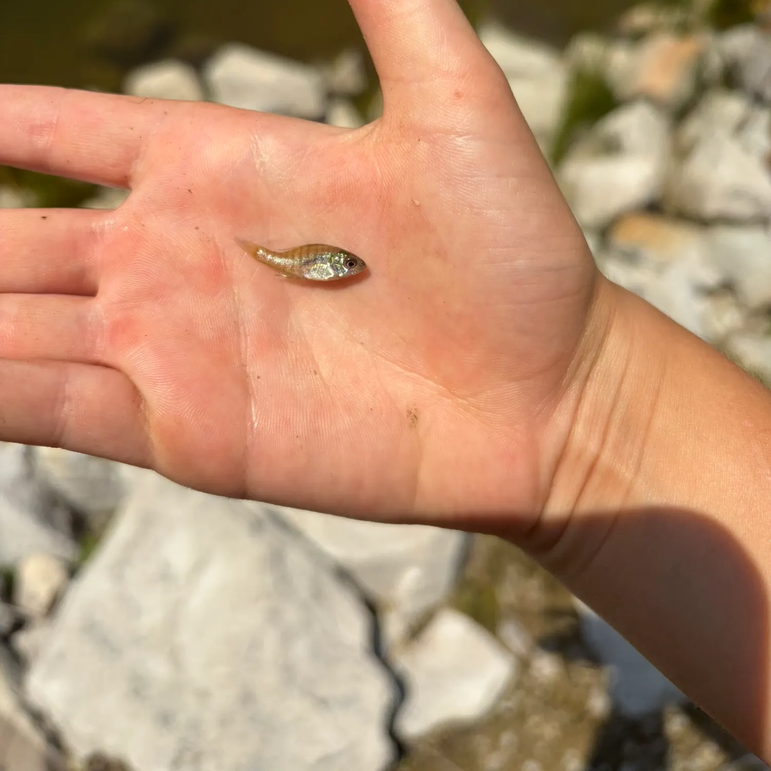 The most recent Round Scad catches on Fishbrain
