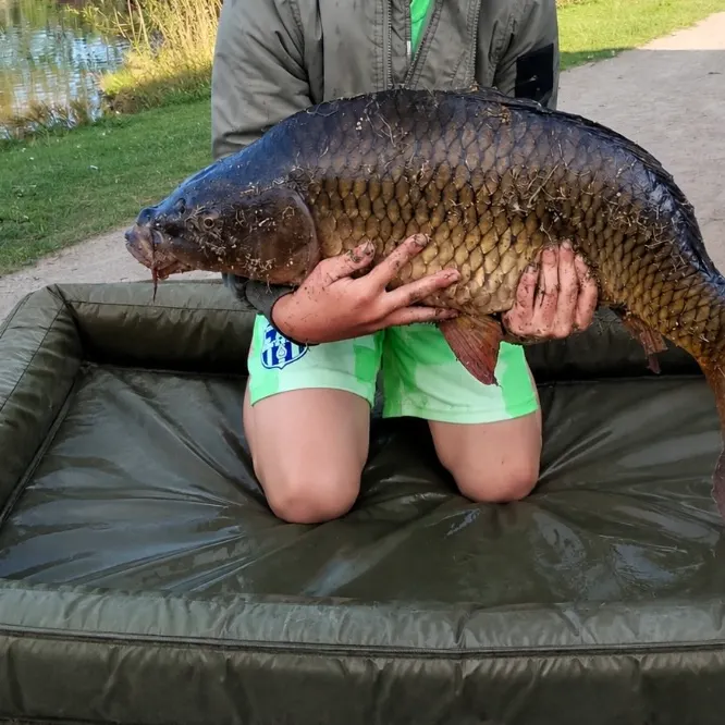 Common carp caught on Fishbrain