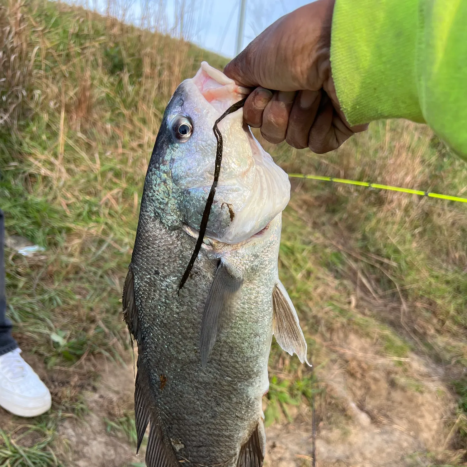 Freshwater drum caught on Fishbrain