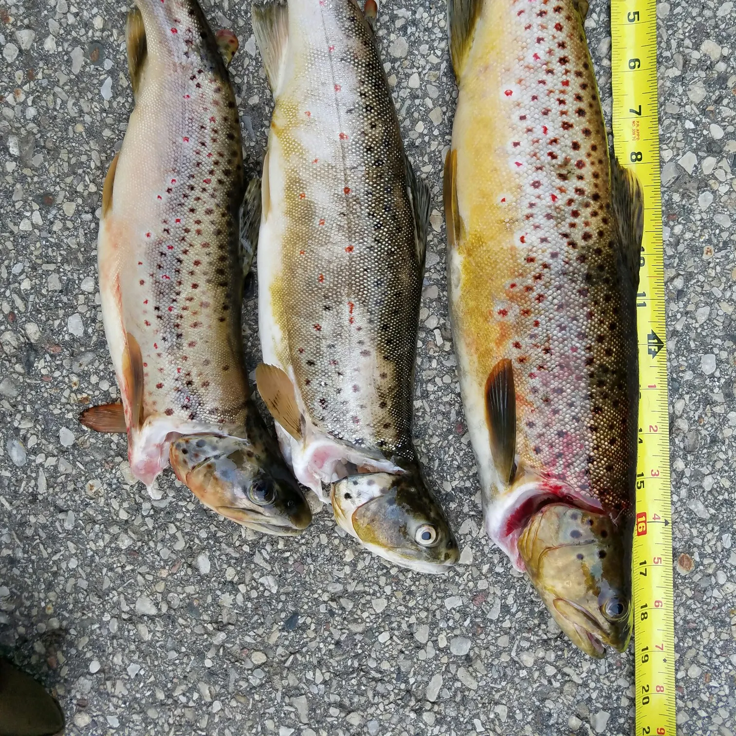 recently logged catches