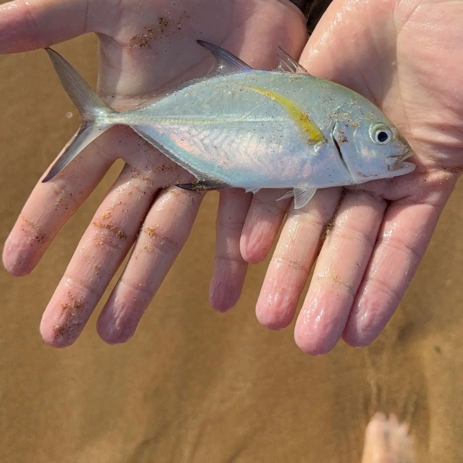 The most recent Bluefin trevally catches on Fishbrain