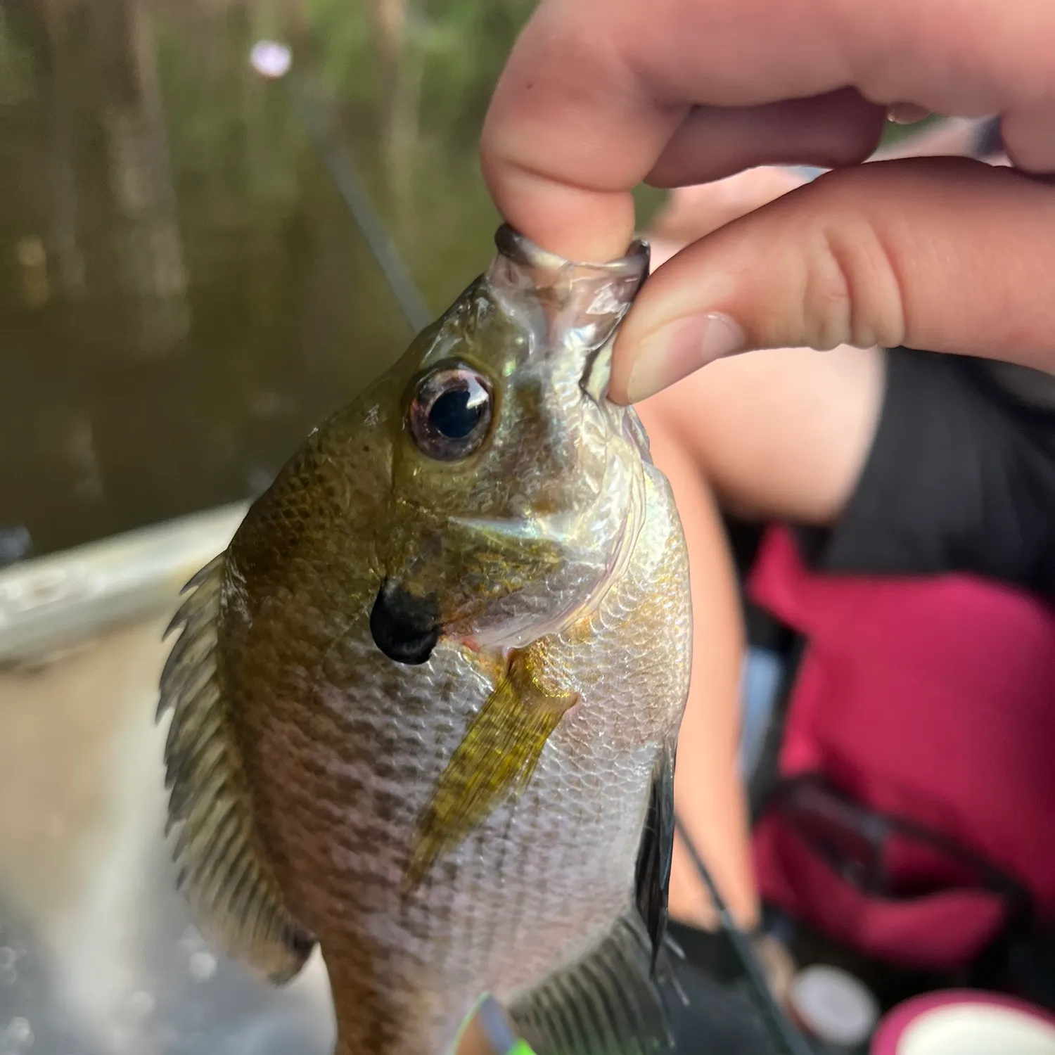 The most recent Blackhead seabream catches on Fishbrain