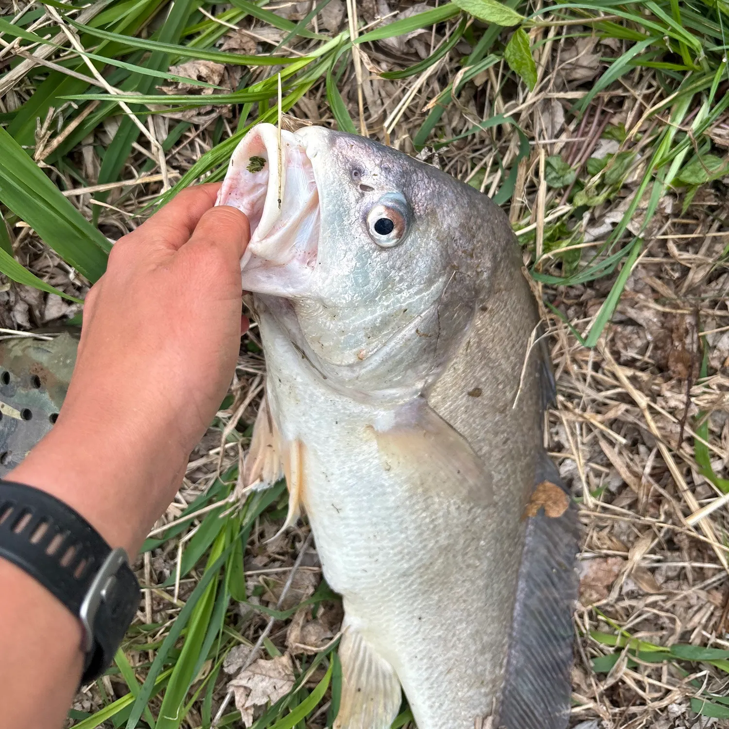 The most recent Freshwater drum catches on Fishbrain