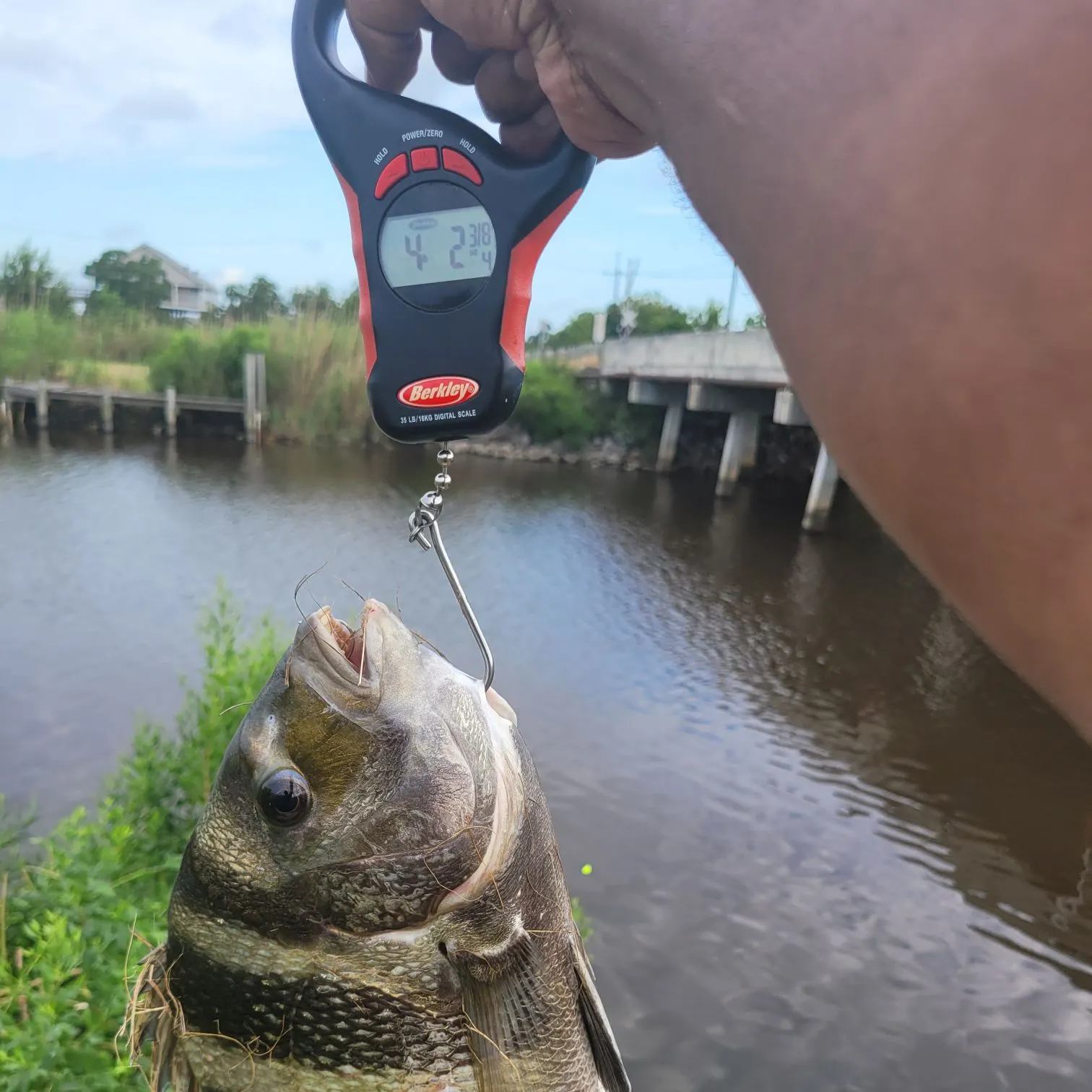 The most recent Sheepshead catches on Fishbrain