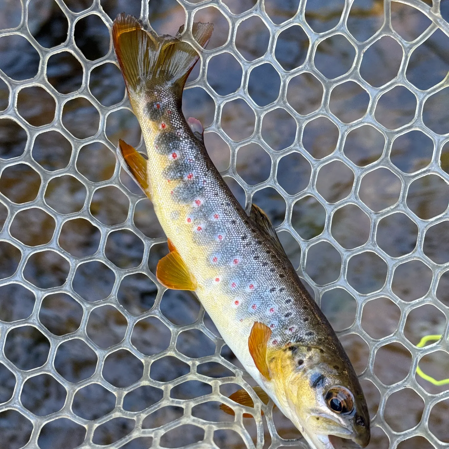 Brown trout caught on Fishbrain