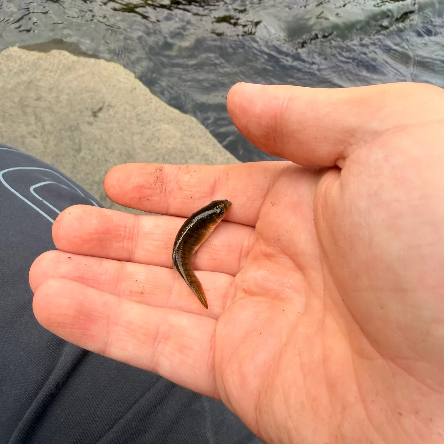 Striped killifish caught on Fishbrain