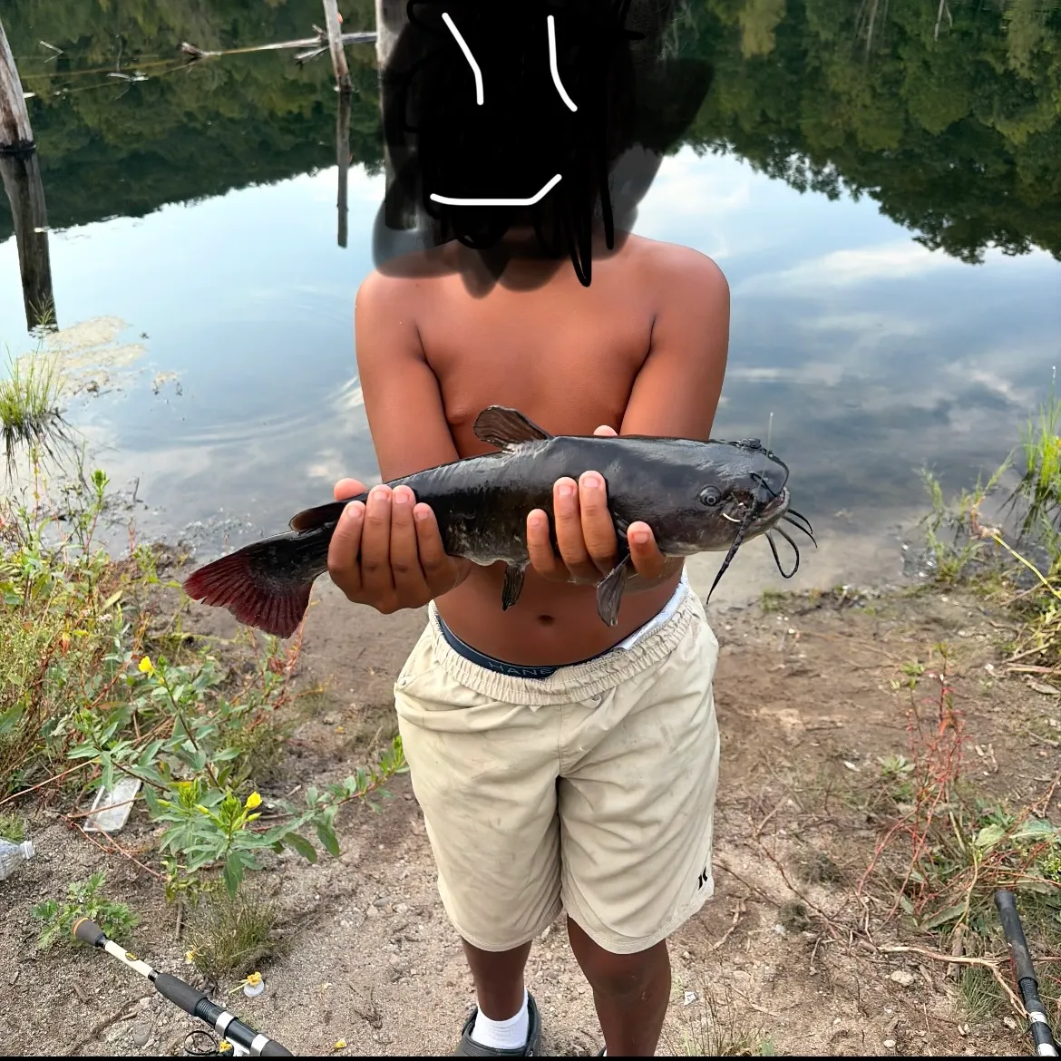Brown bullhead caught on Fishbrain