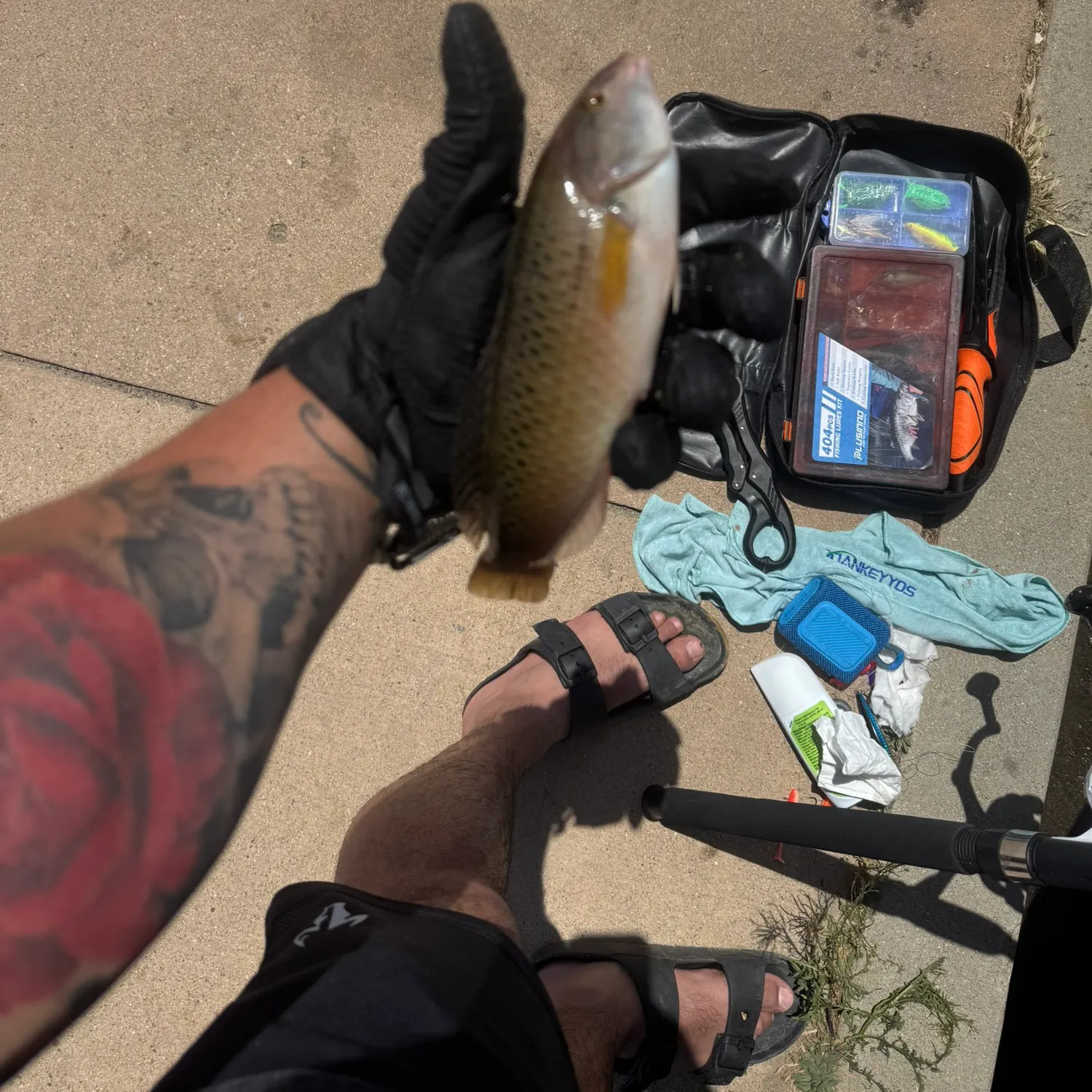 The most recent Rock wrasse catches on Fishbrain