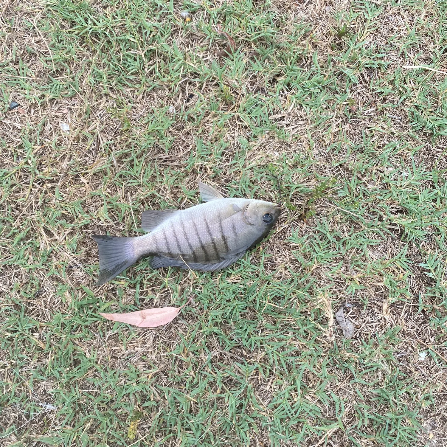 The most recent Luderick catches on Fishbrain