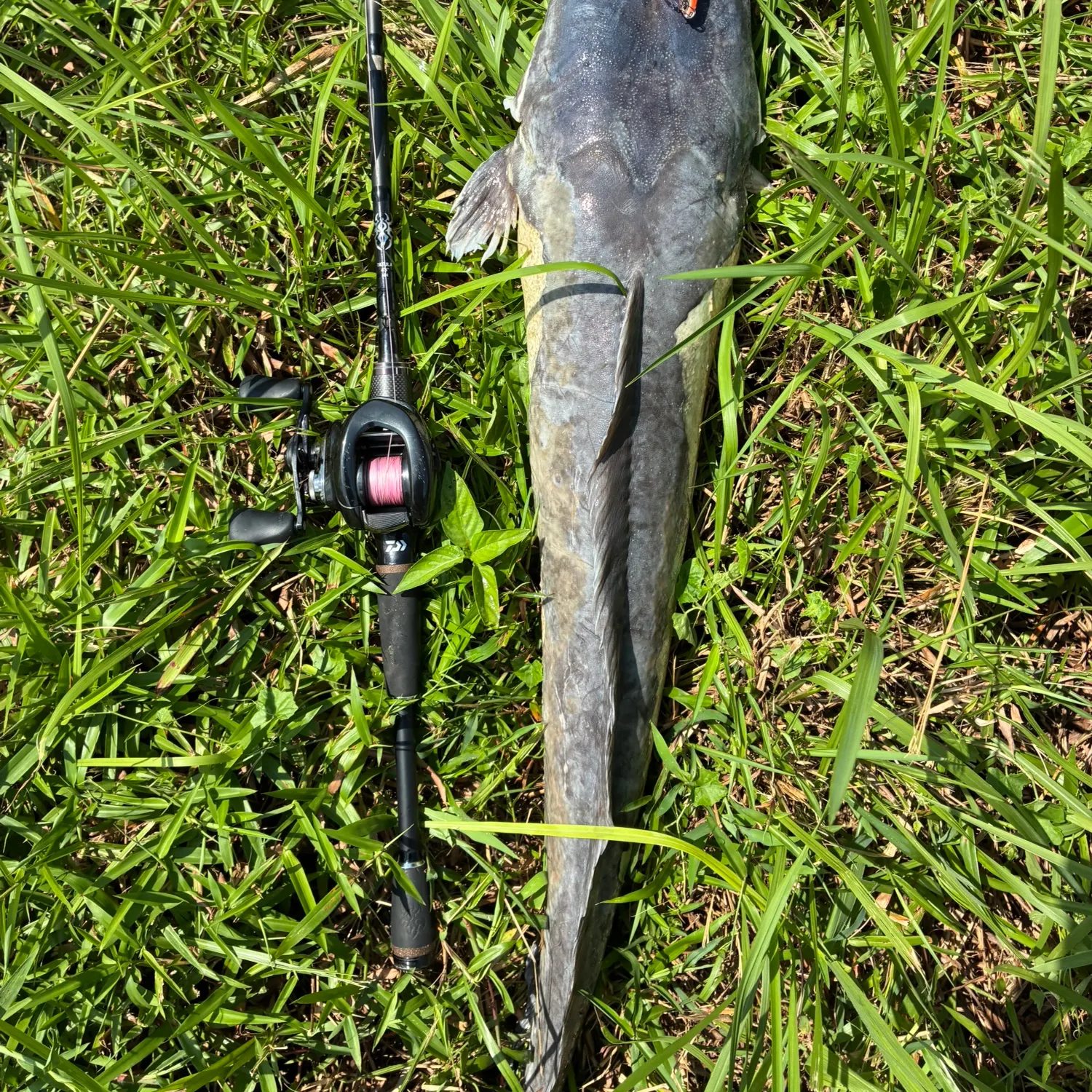 The most recent North African catfish catches on Fishbrain