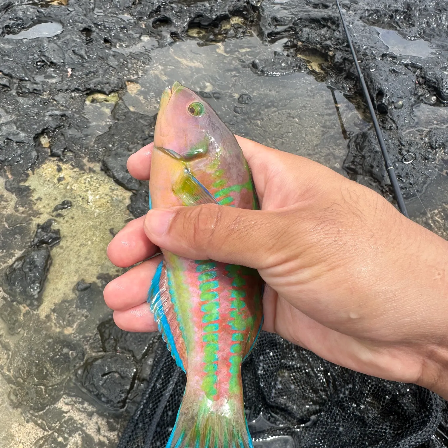 The most recent Christmas wrasse catches on Fishbrain