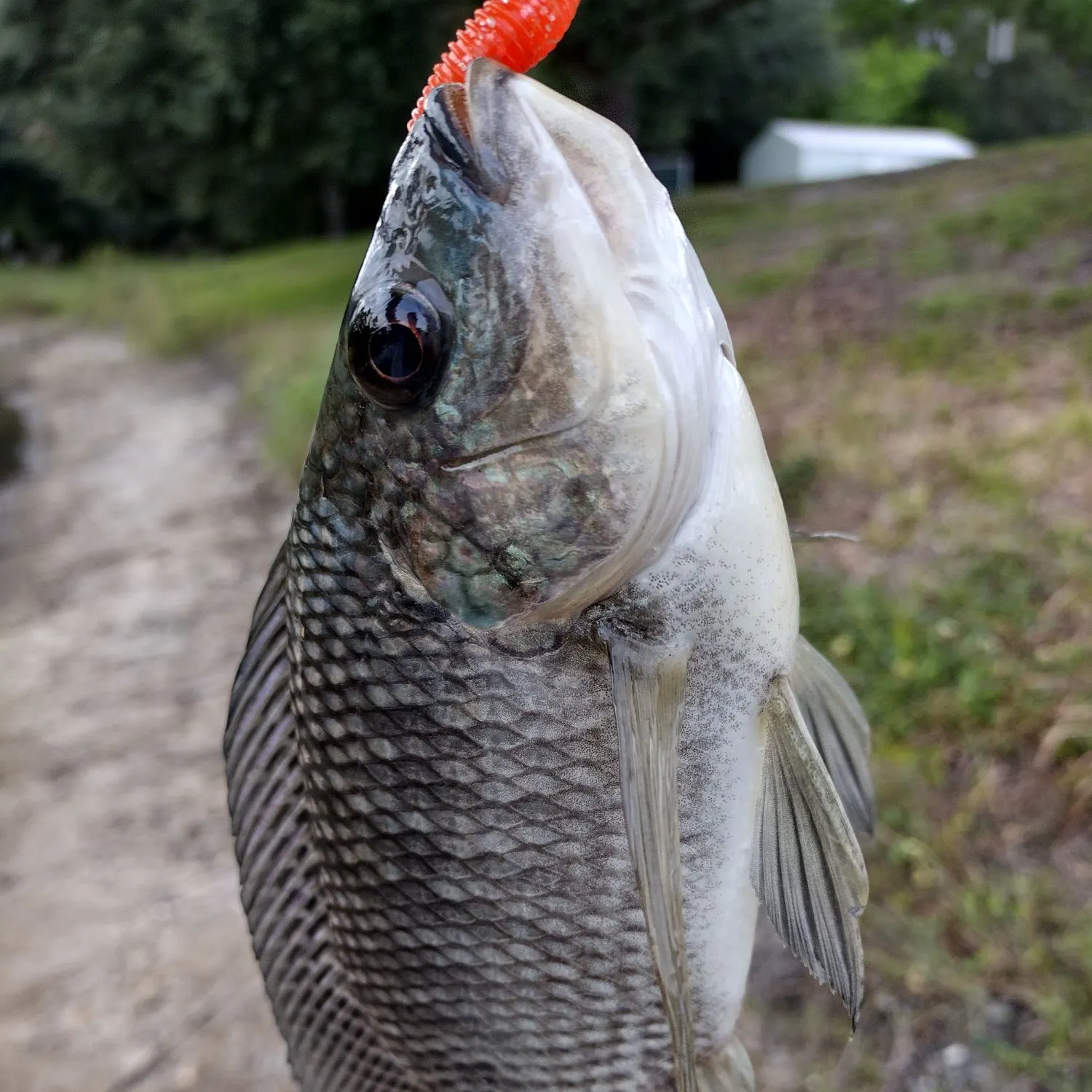 Blue tilapia caught on Fishbrain