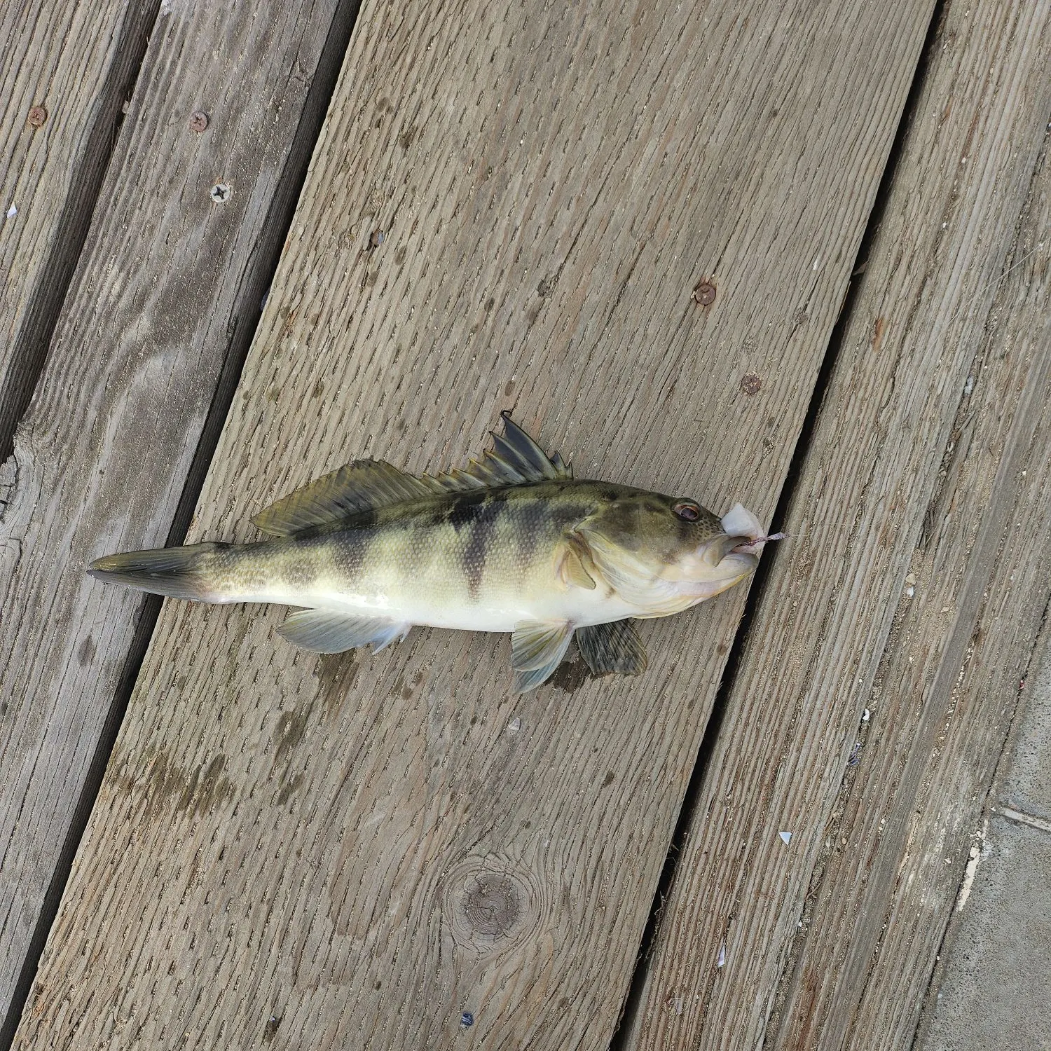 The most recent Barred sand bass catches on Fishbrain