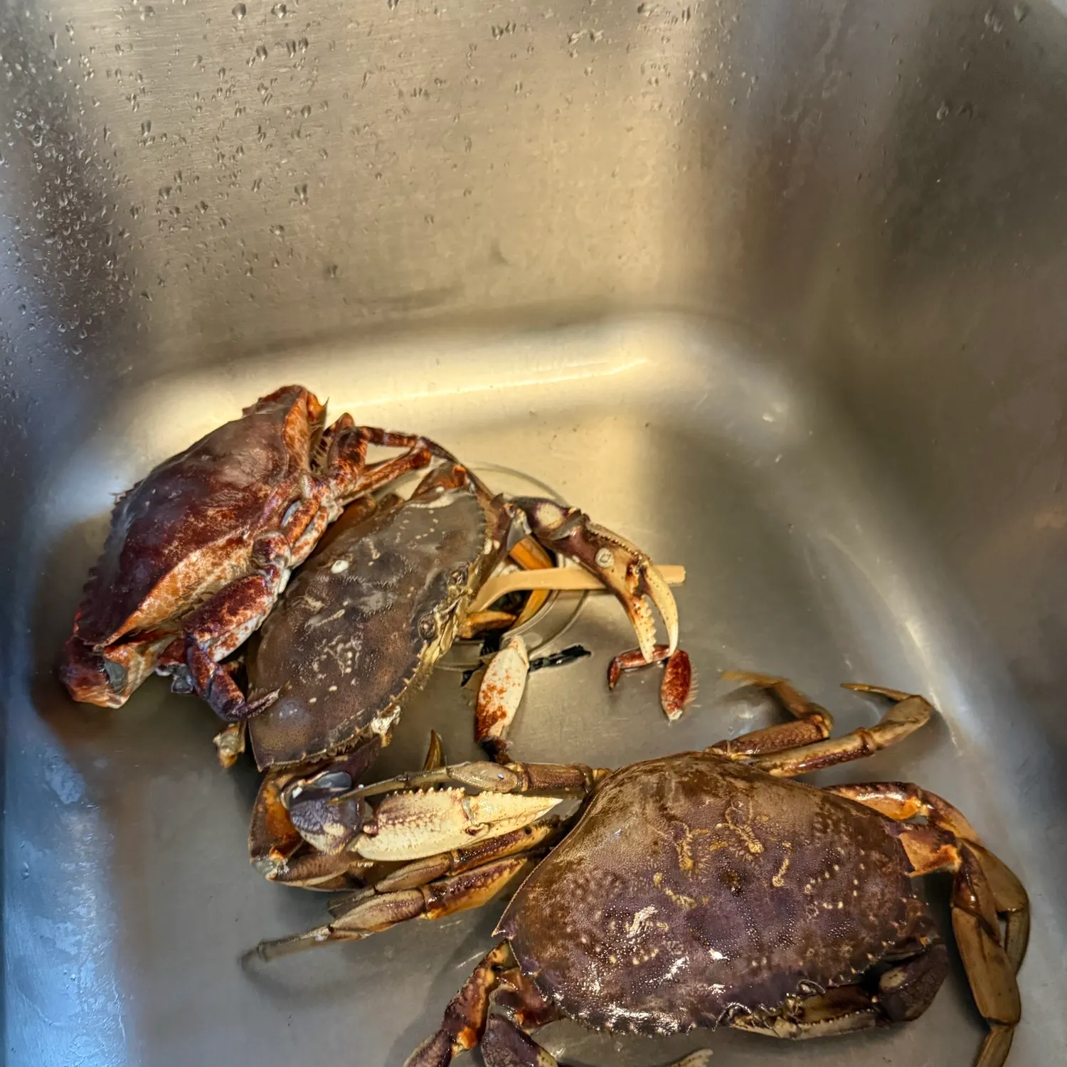 The most recent Dungeness crab catches on Fishbrain
