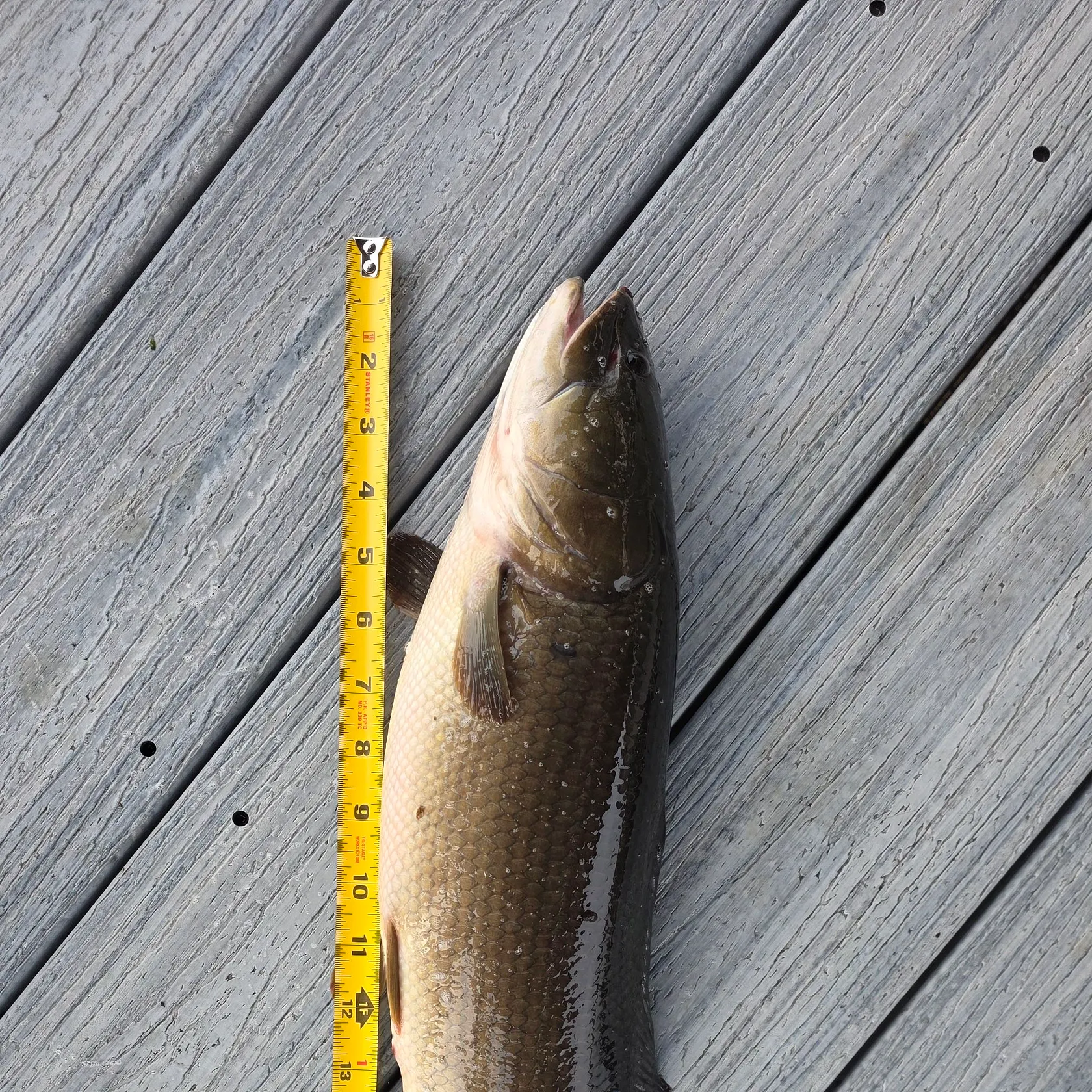 recently logged catches