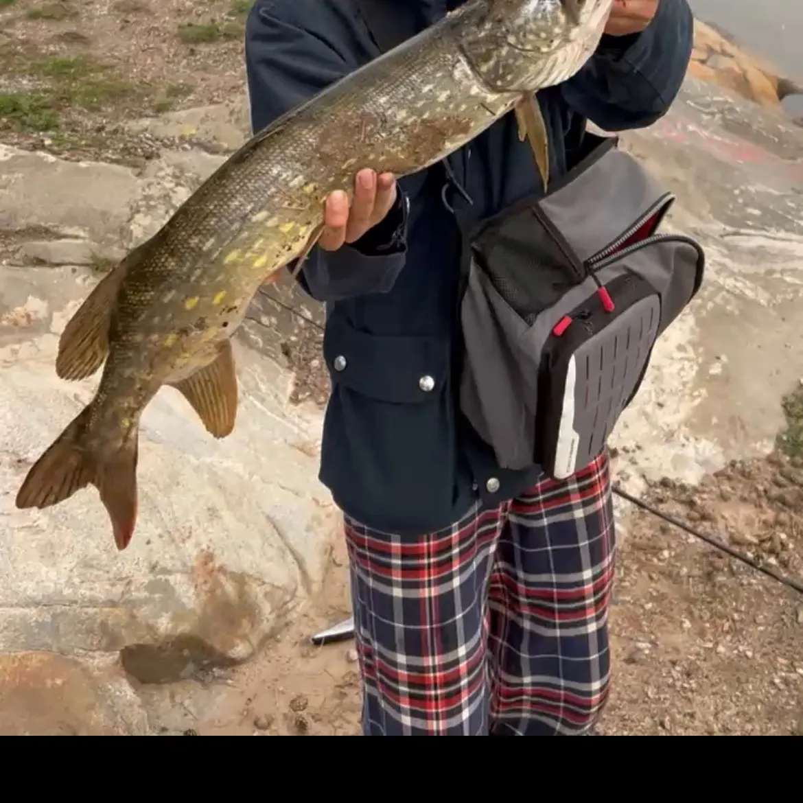 Northern pike caught on Fishbrain